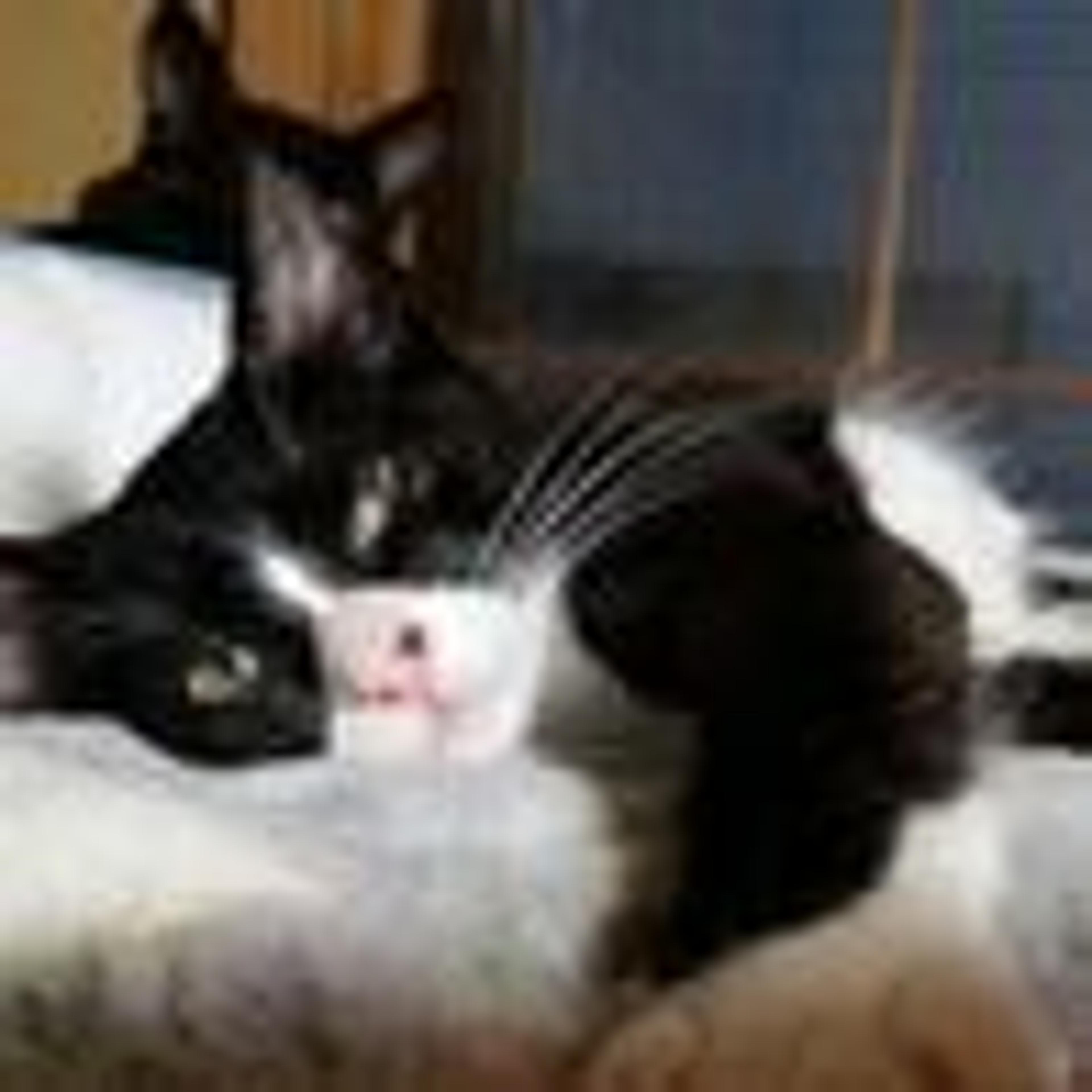 pet-image-3