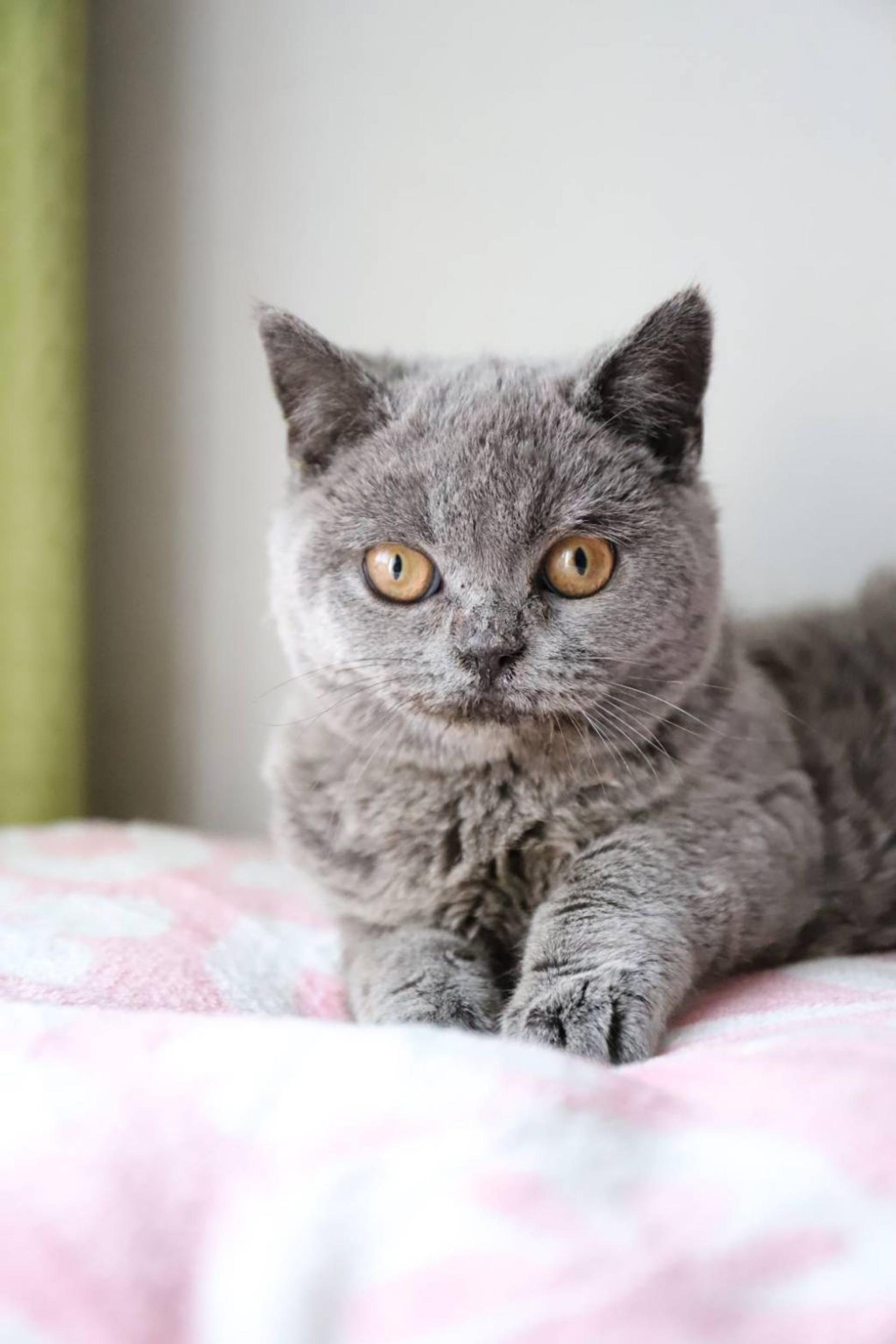 pet-image-2