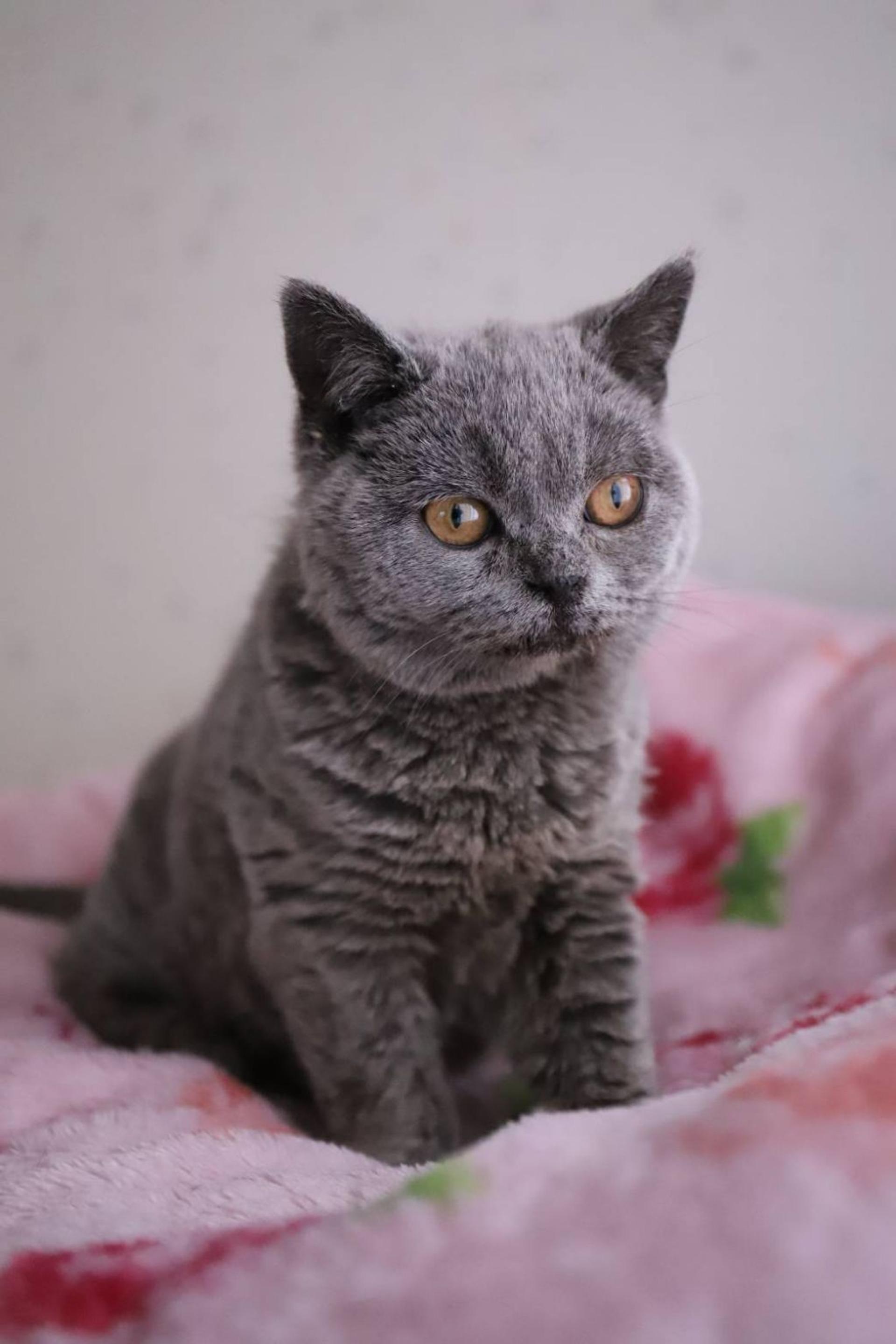 pet-image-4