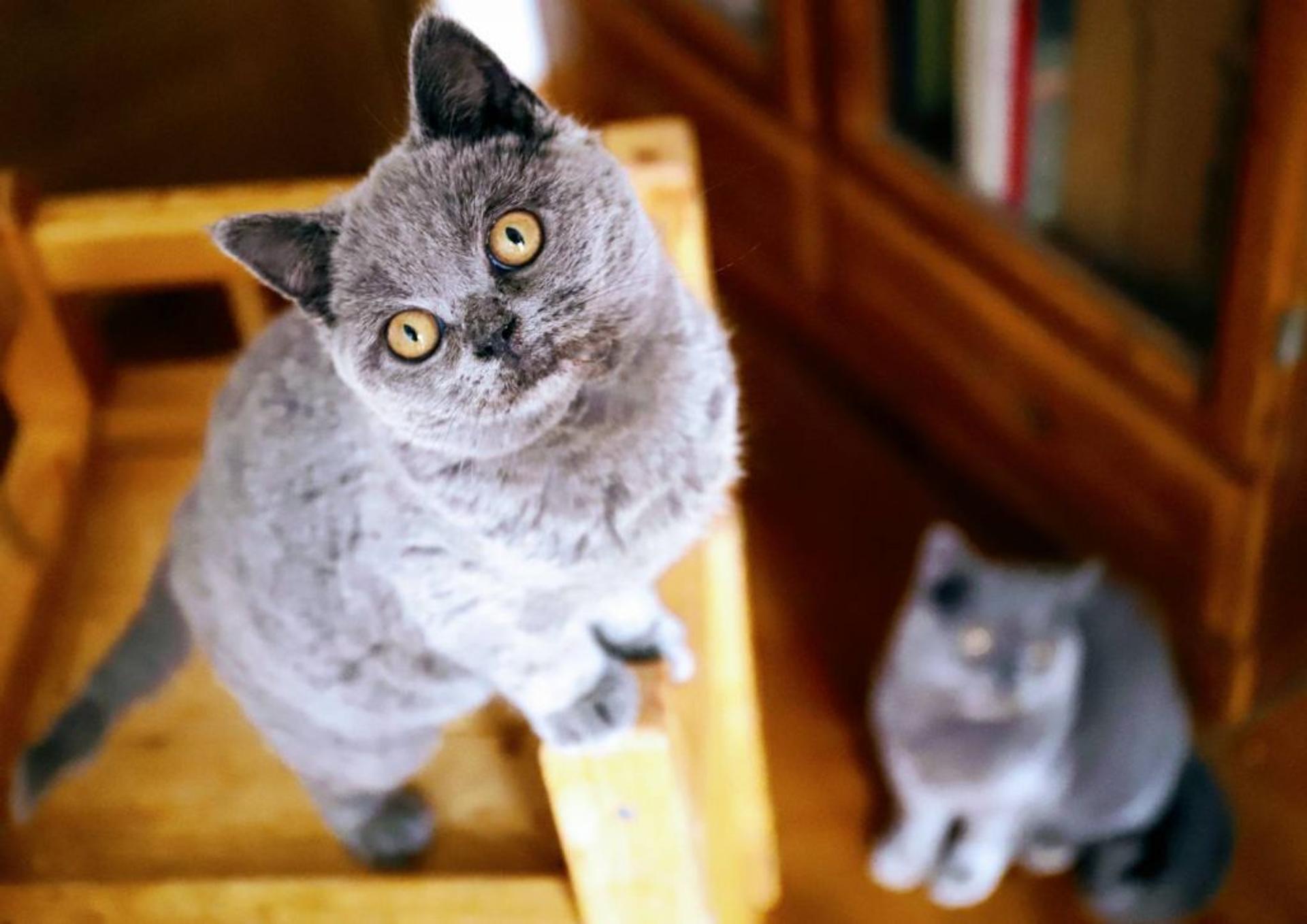 pet-image-5