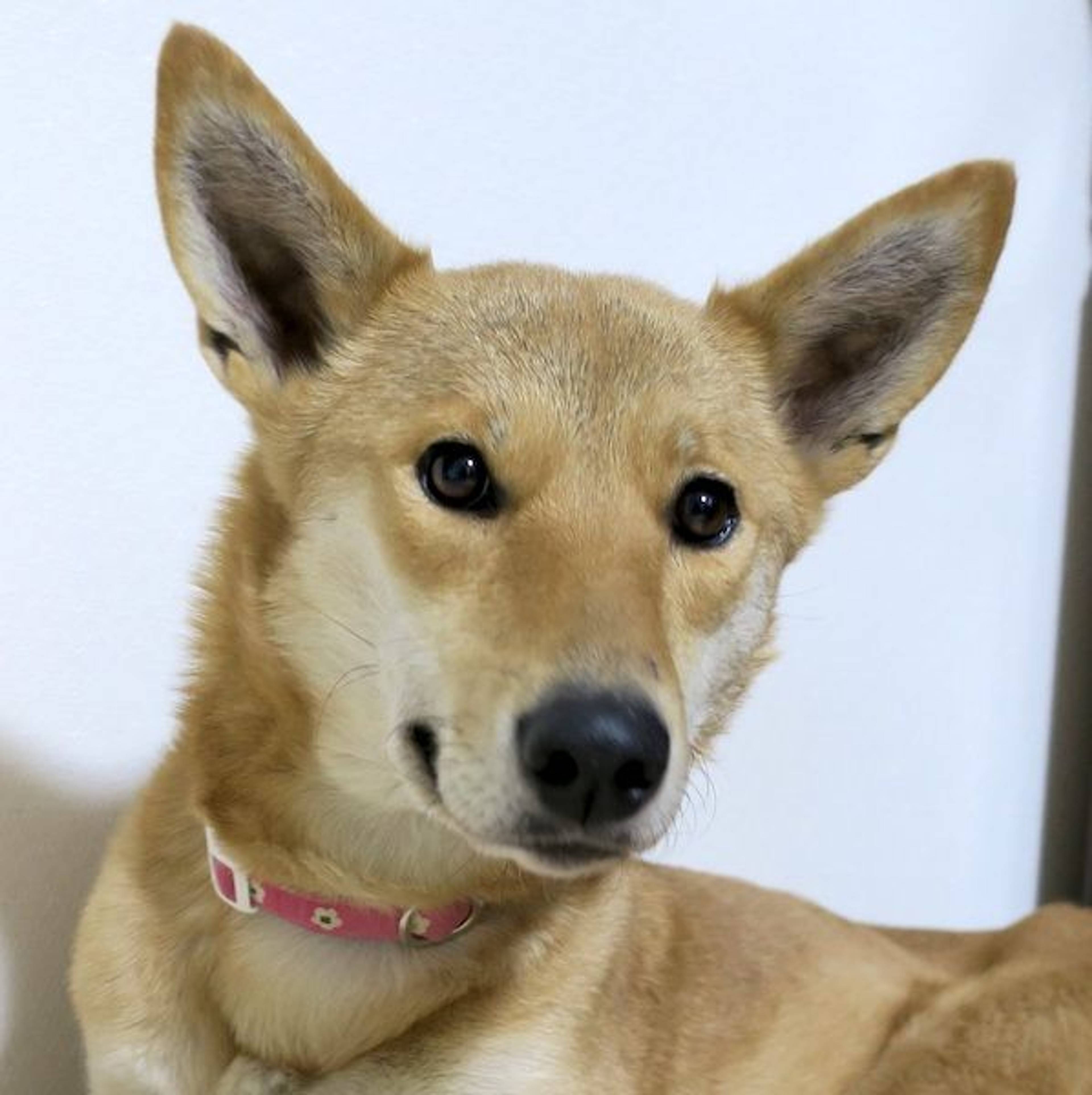 雑種（ミックス犬）・メスの里親募集の写真