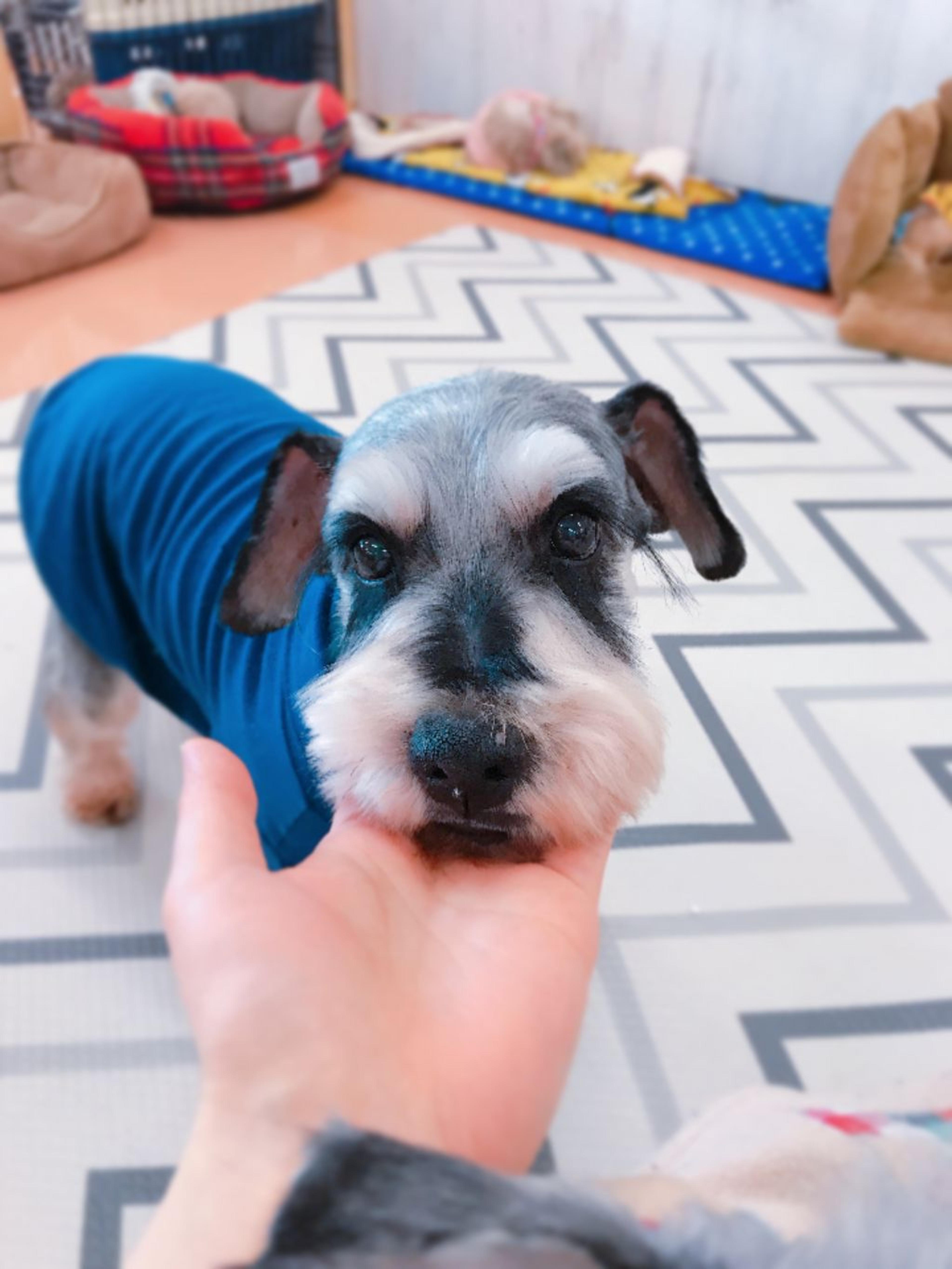 pet-image-2