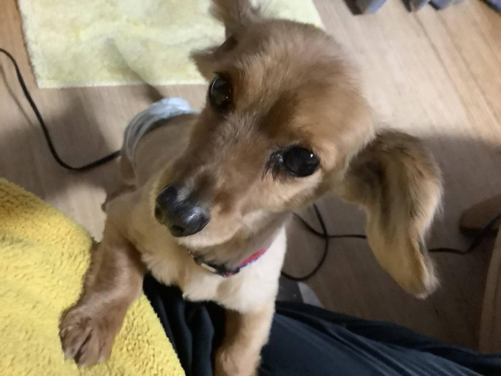pet-image-2