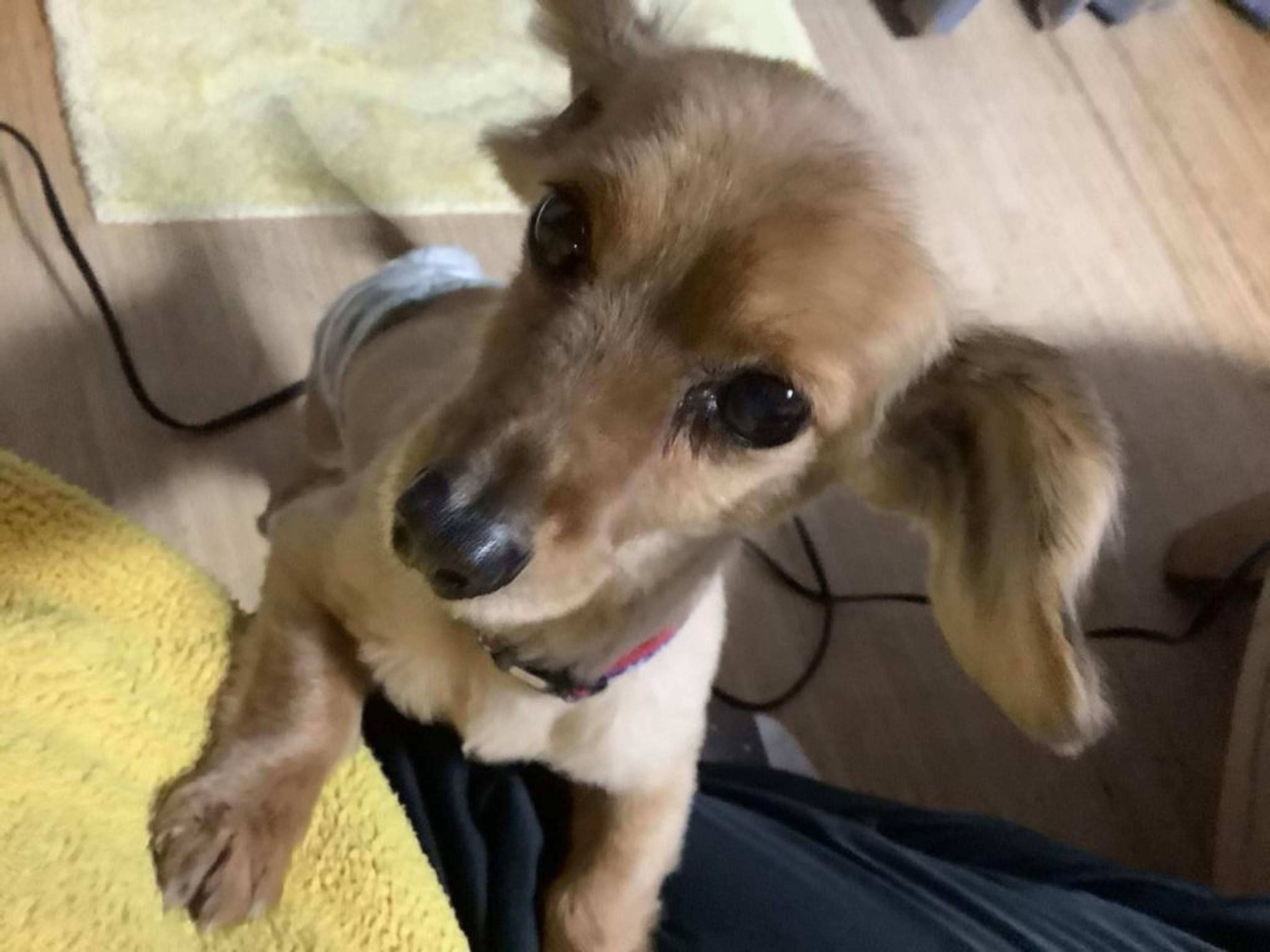 pet-image-2