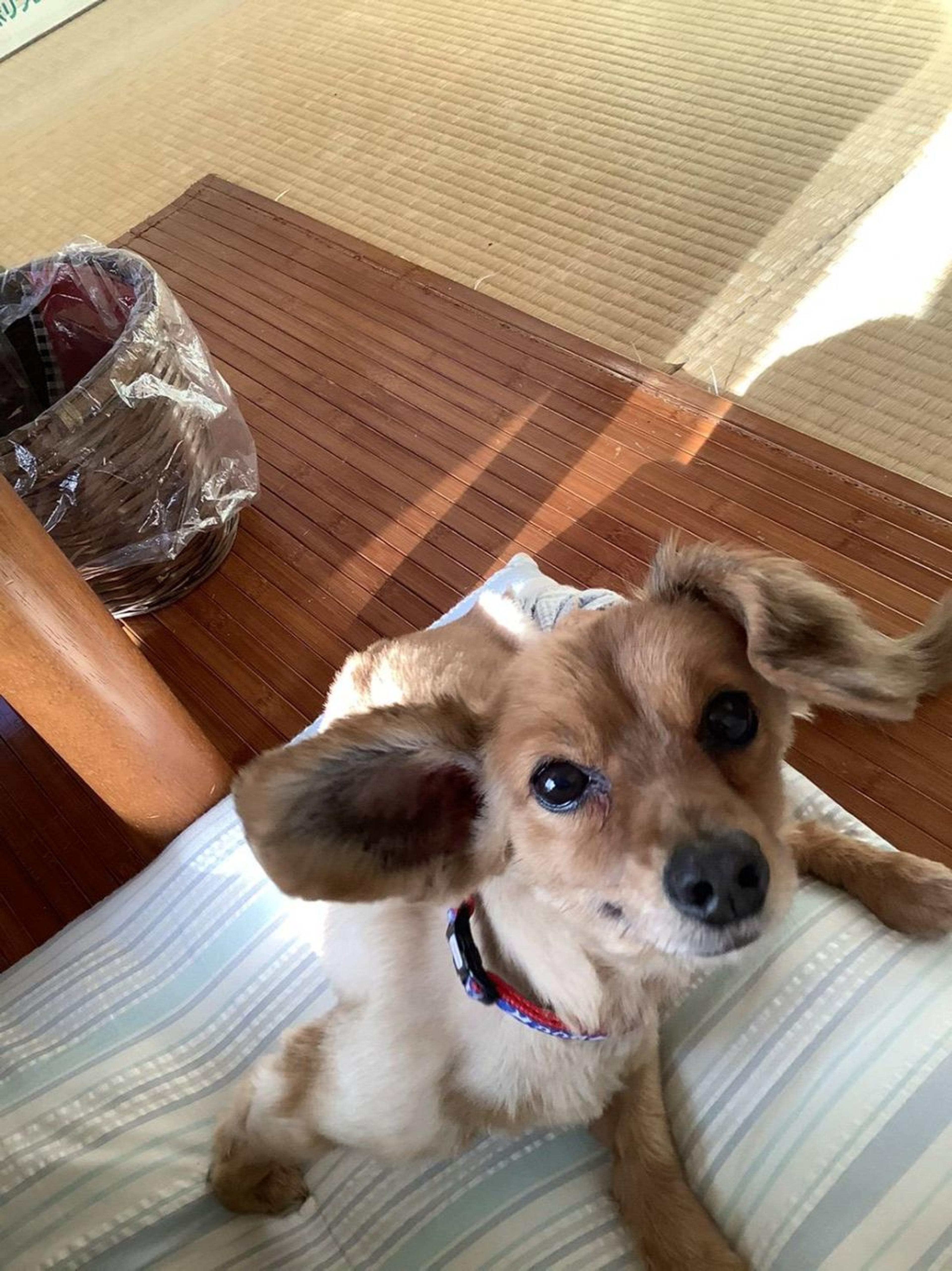 pet-image-3