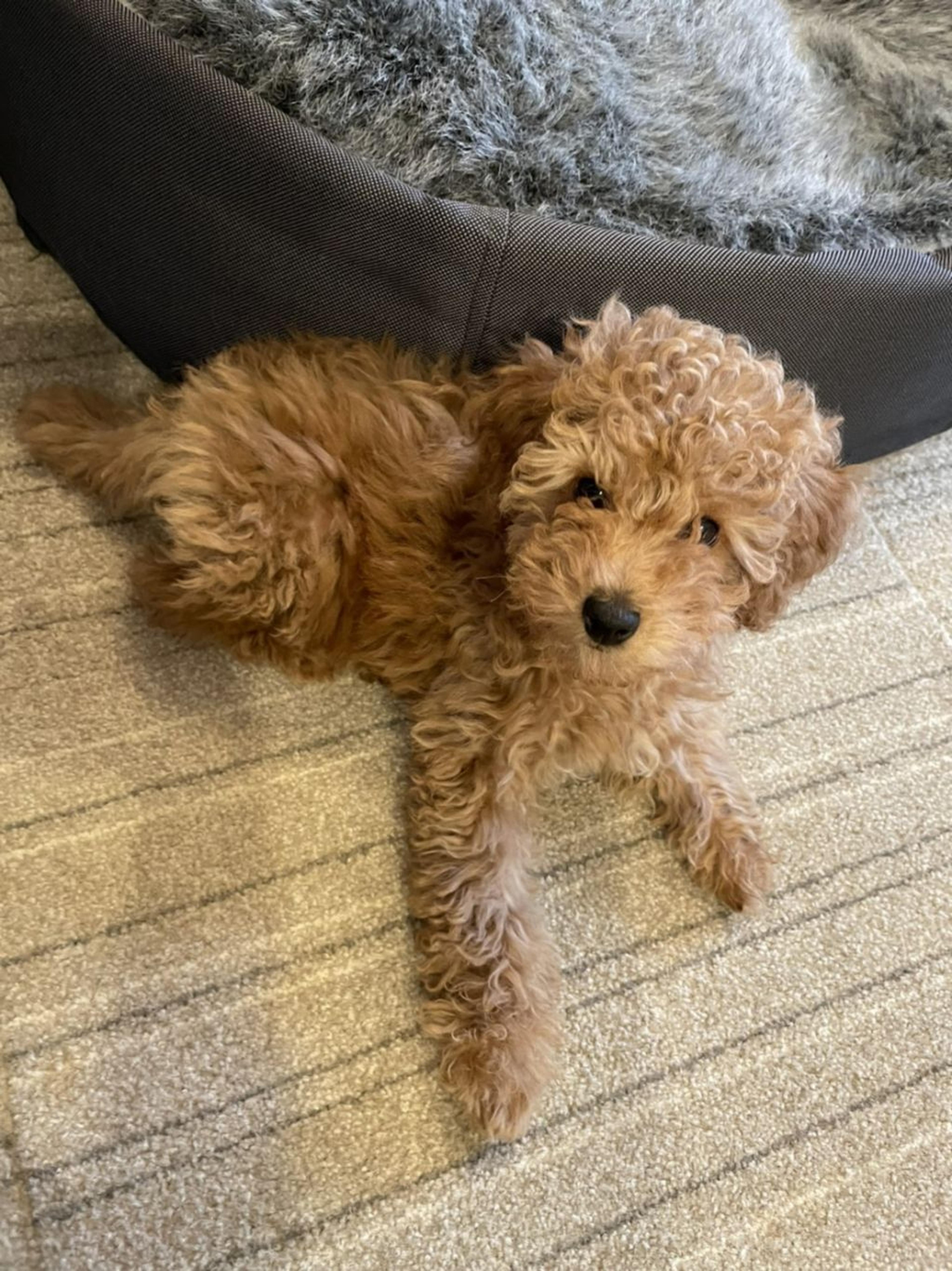 pet-image-2