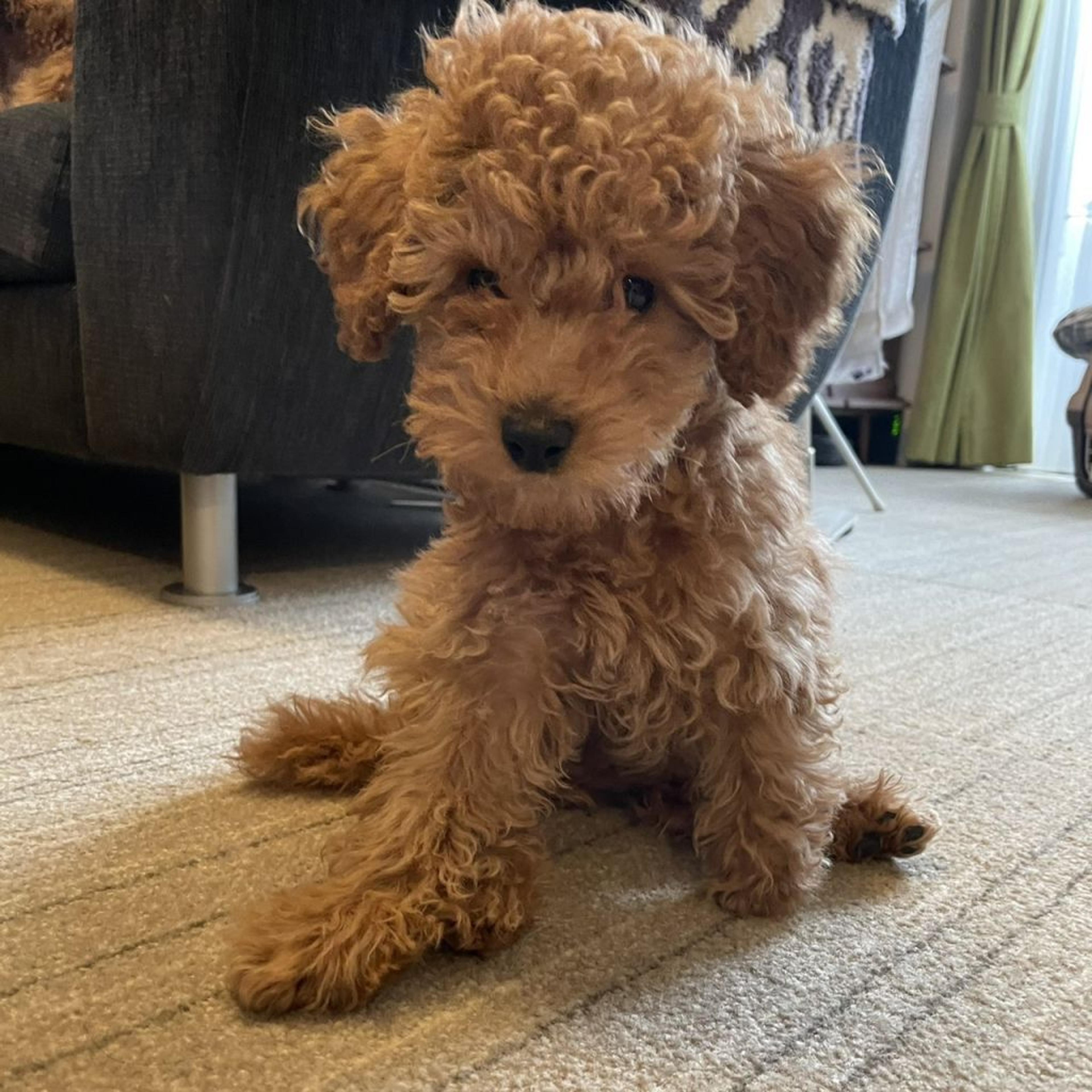 pet-image-3