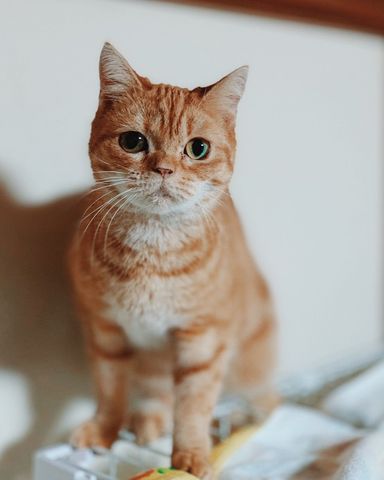 ラステルちゃんの写真