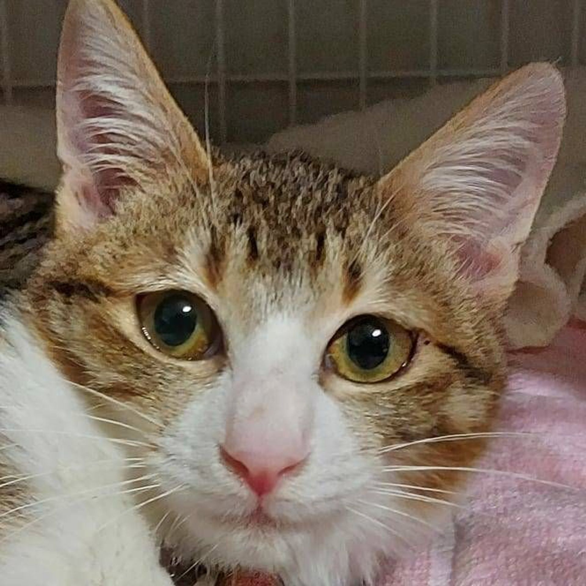 雑種（ミックス猫）・メスの里親募集の写真