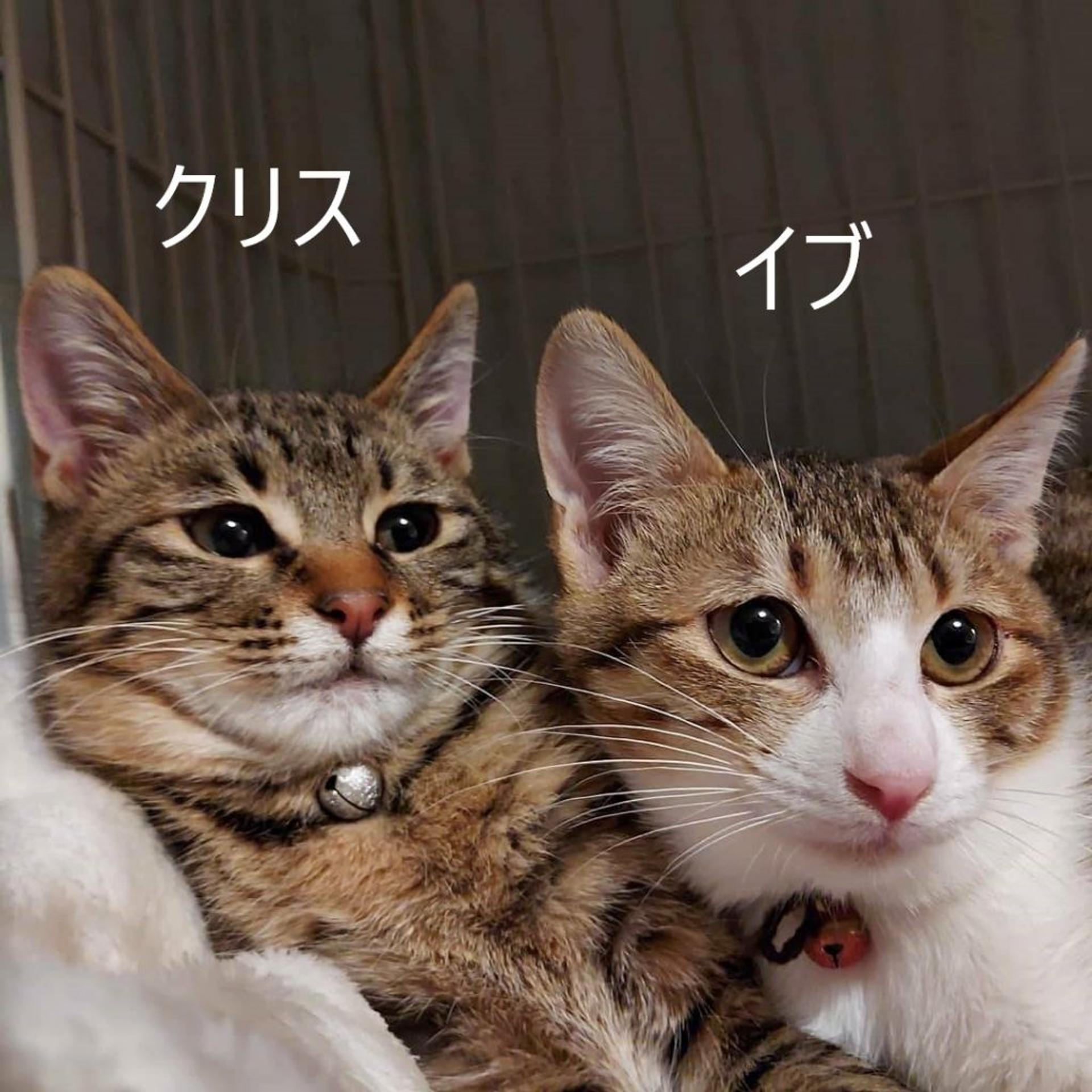 pet-image-6