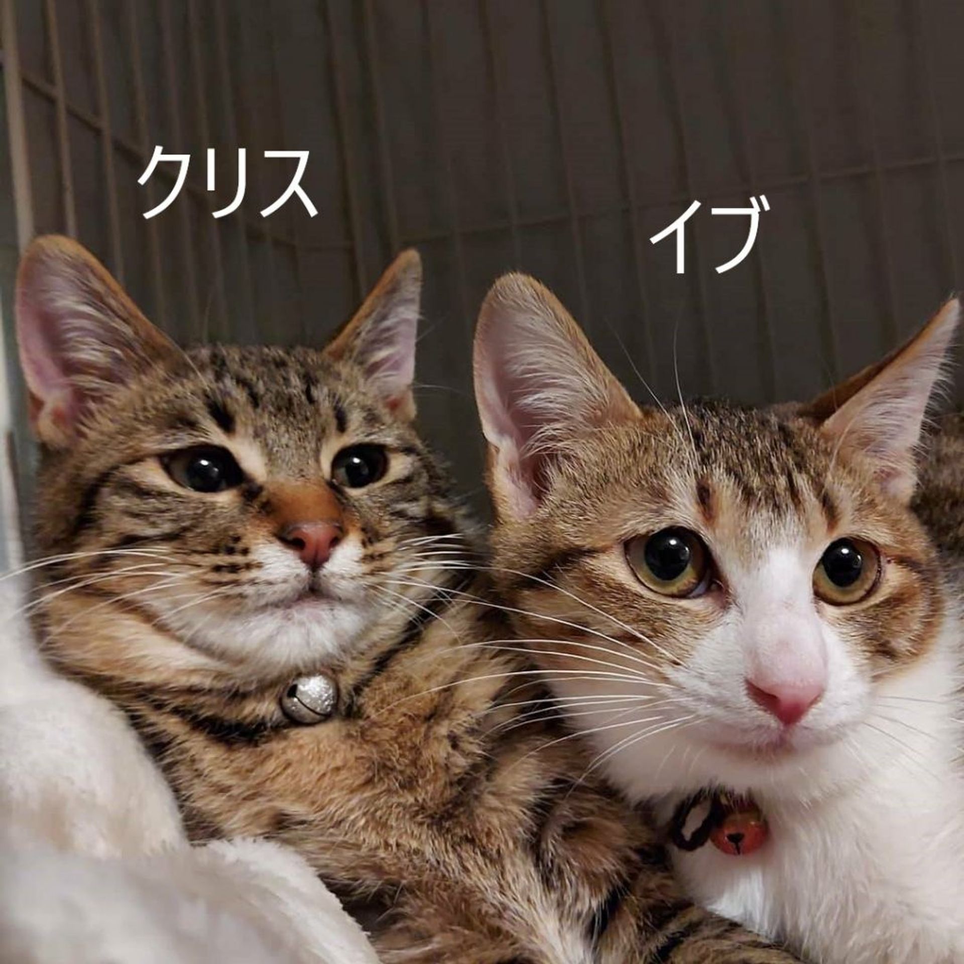 thumbnail-6