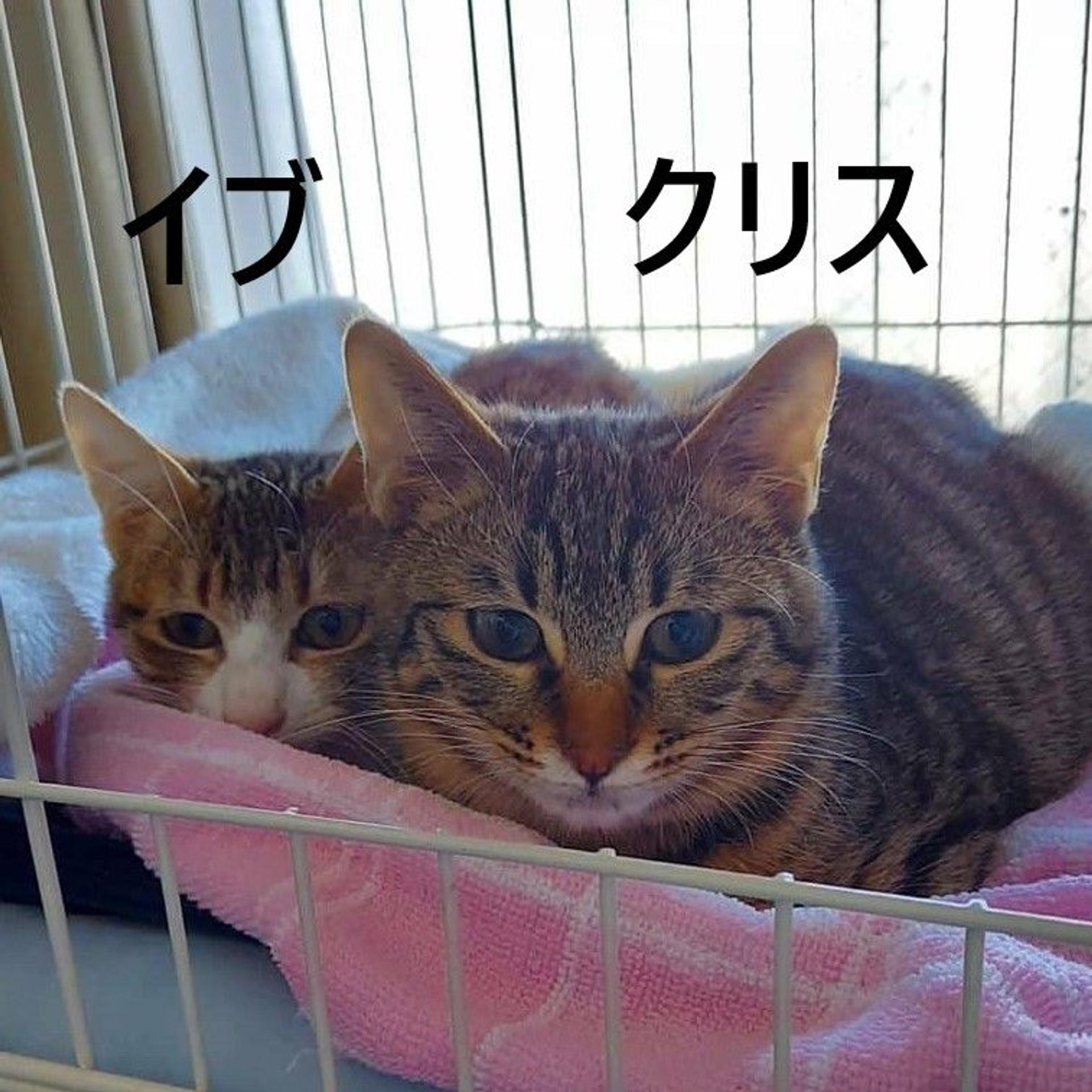 pet-image-9