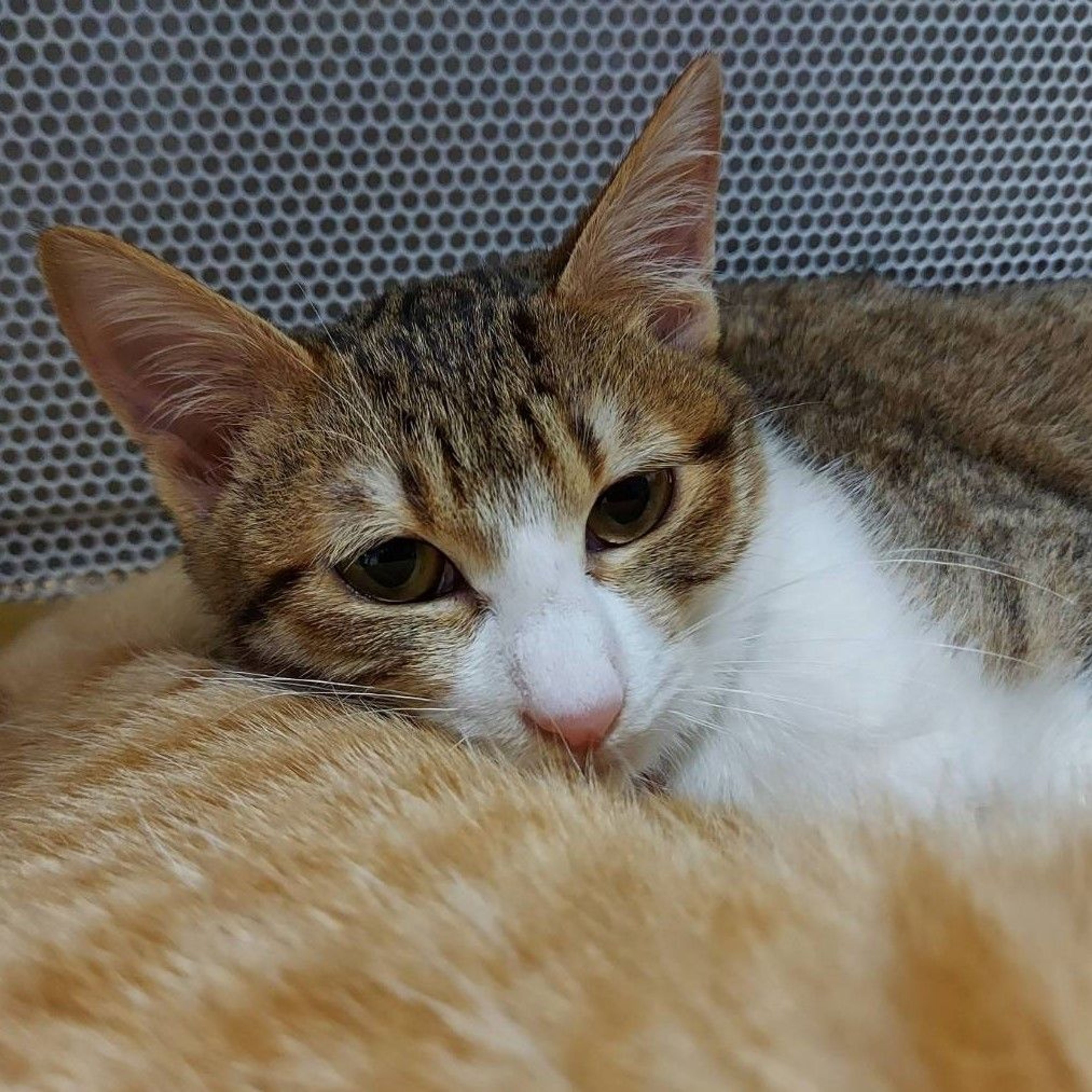 pet-image-3