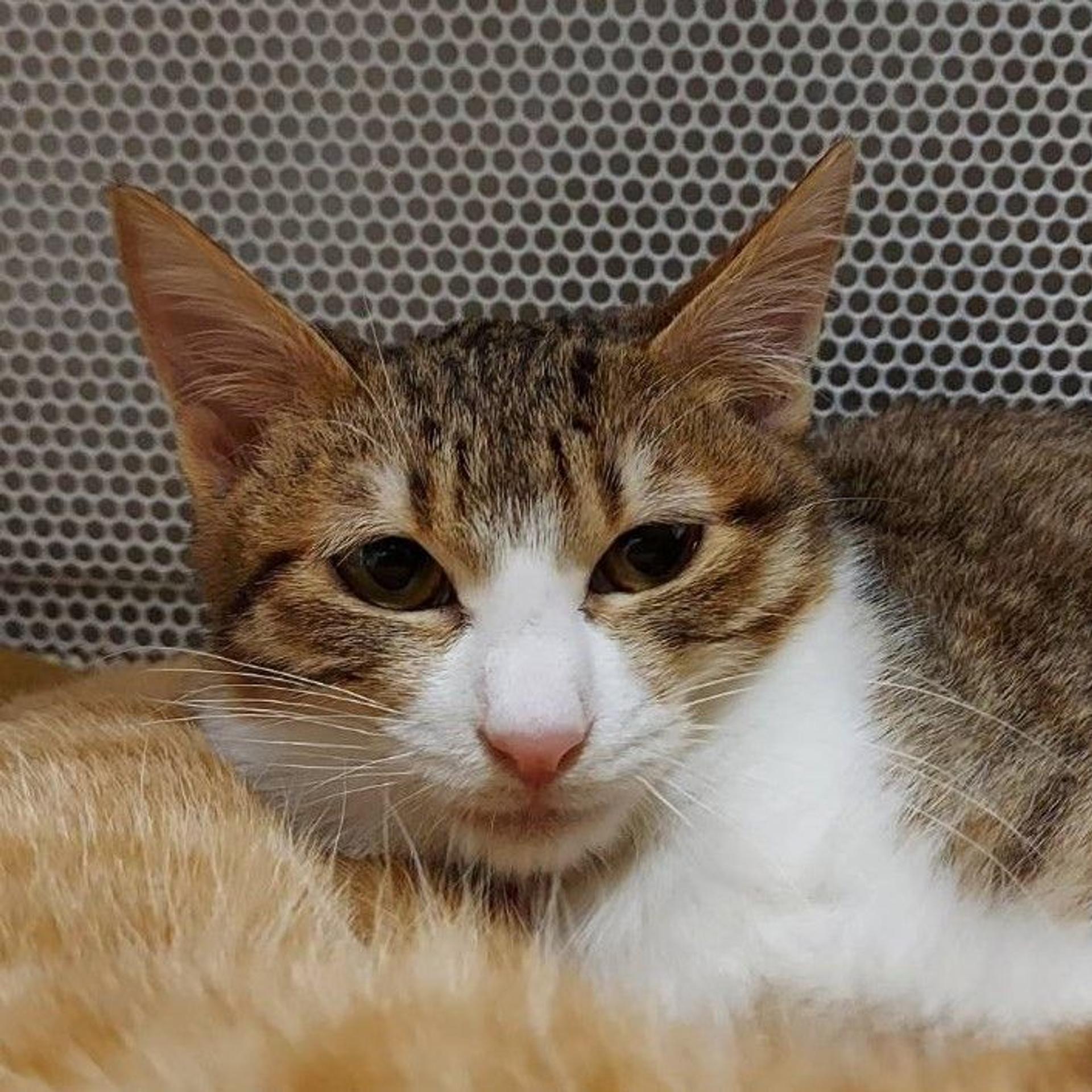 pet-image-5