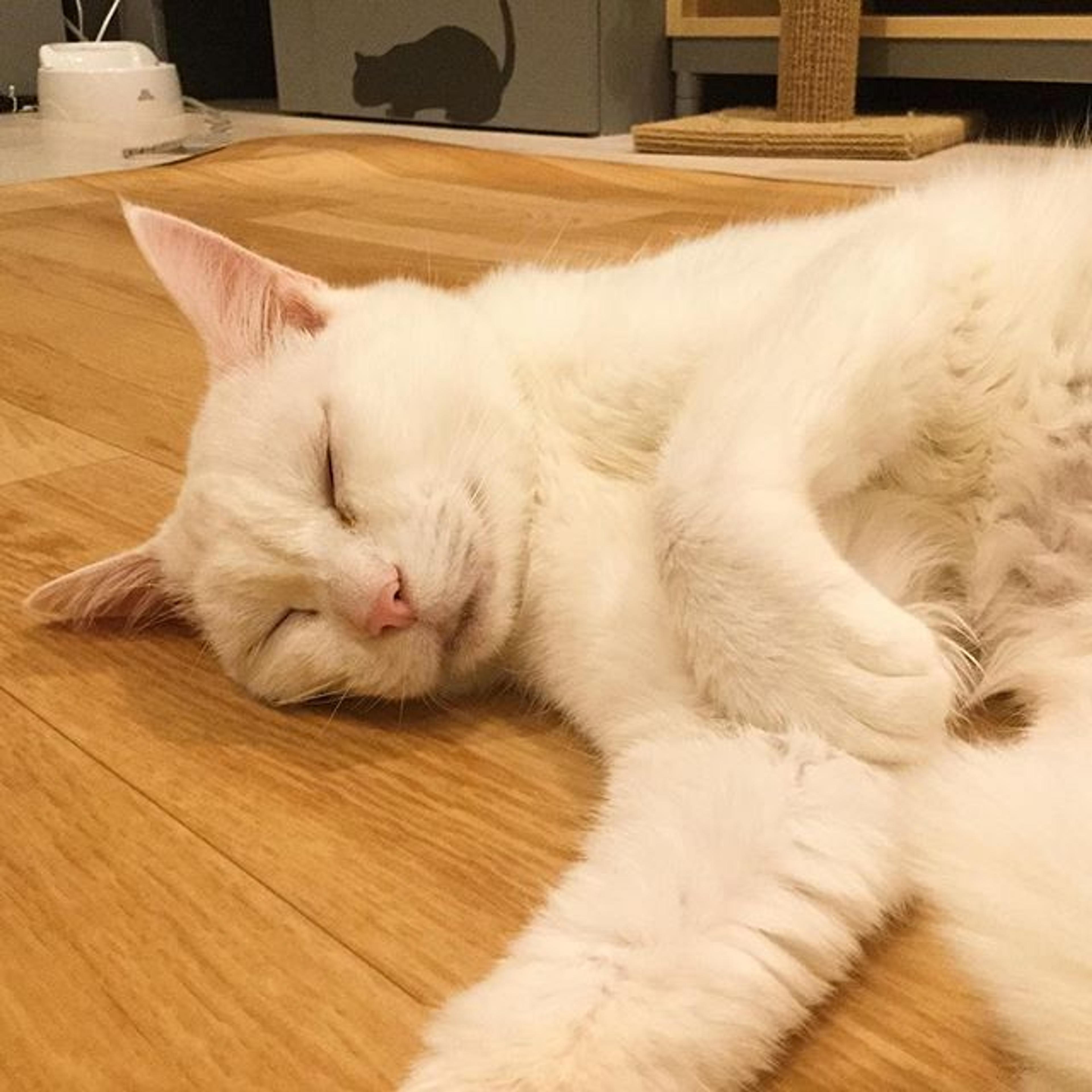 pet-image-3