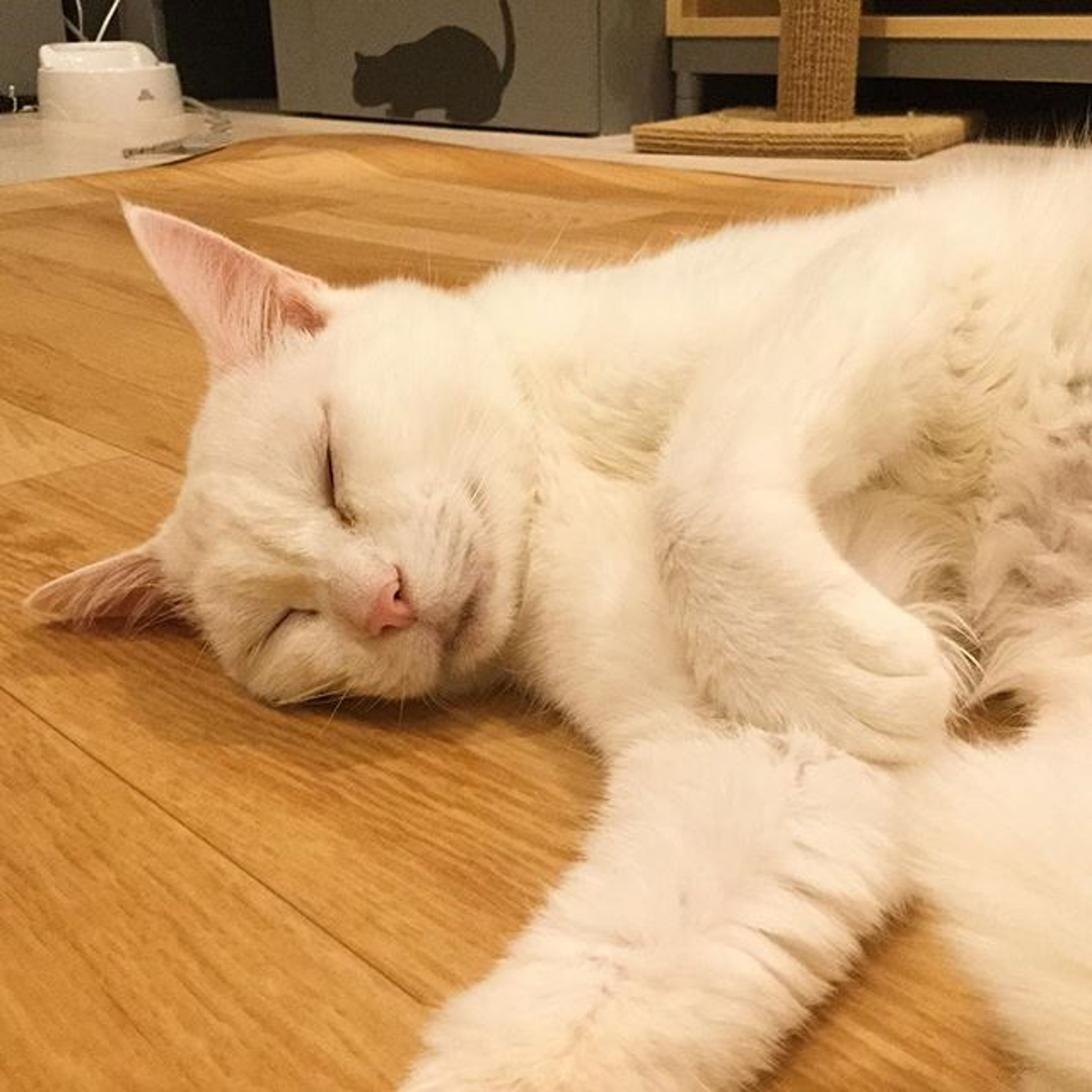 pet-image-3
