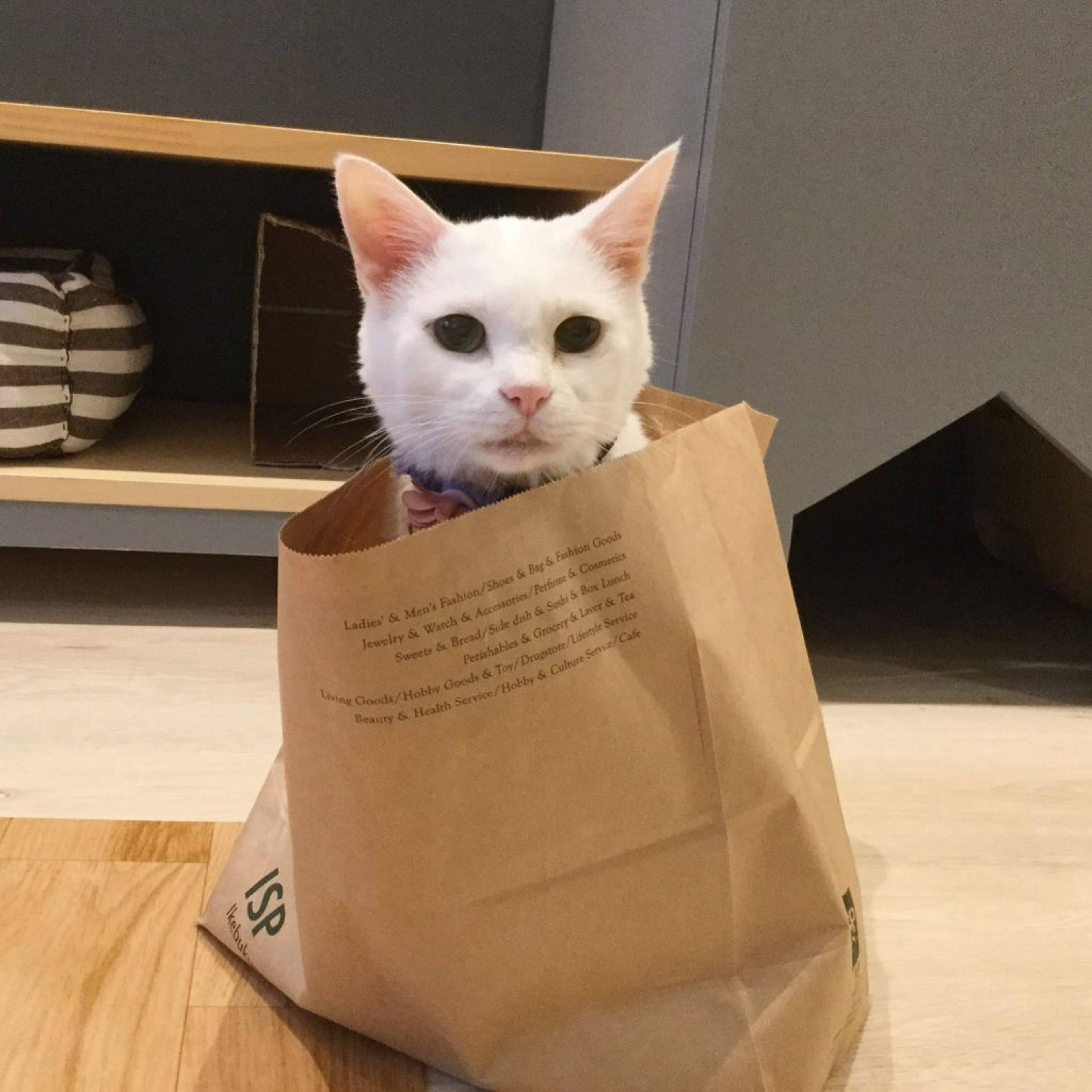 雑種（ミックス猫）・メスの里親募集の写真