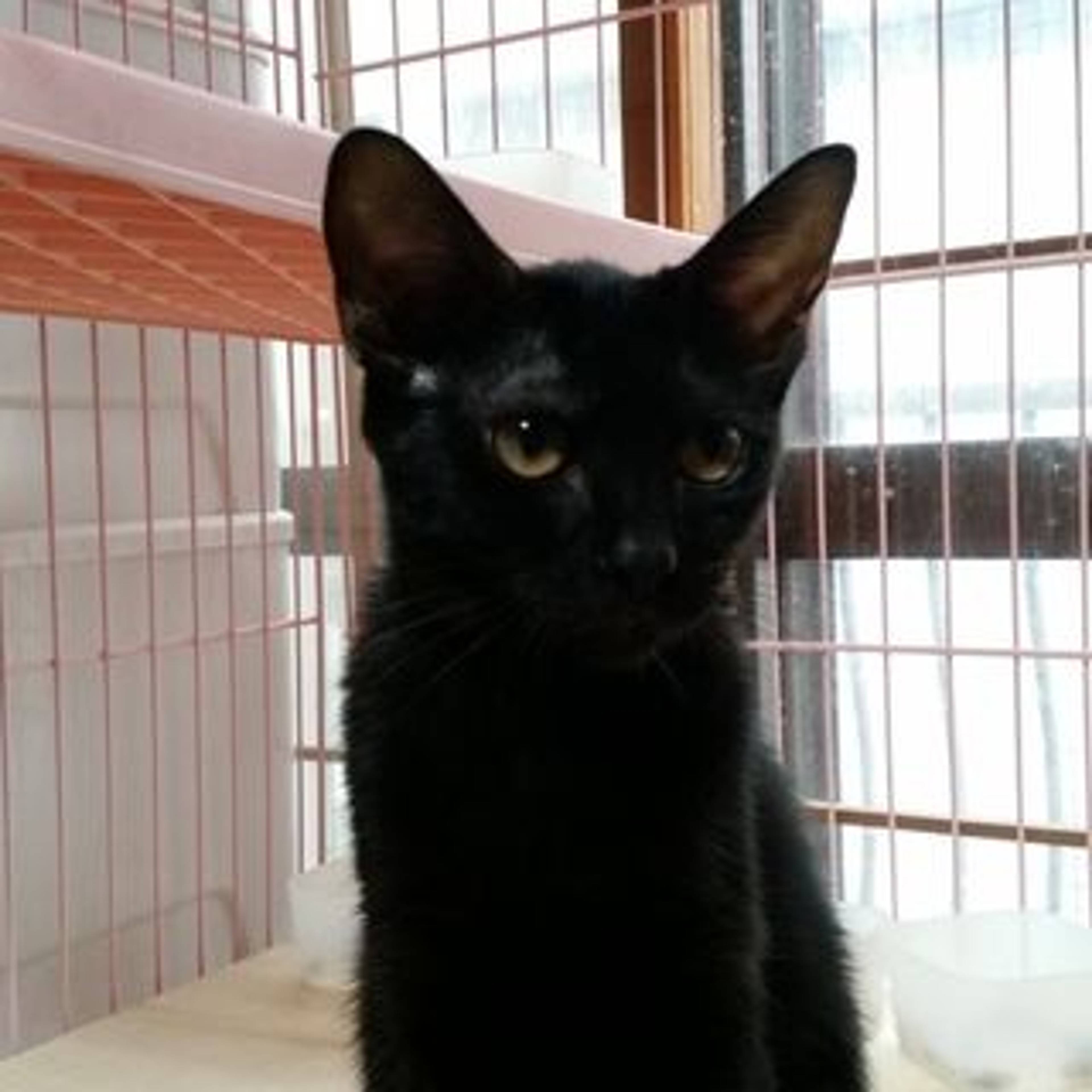 雑種（ミックス猫）・メスの里親募集の写真