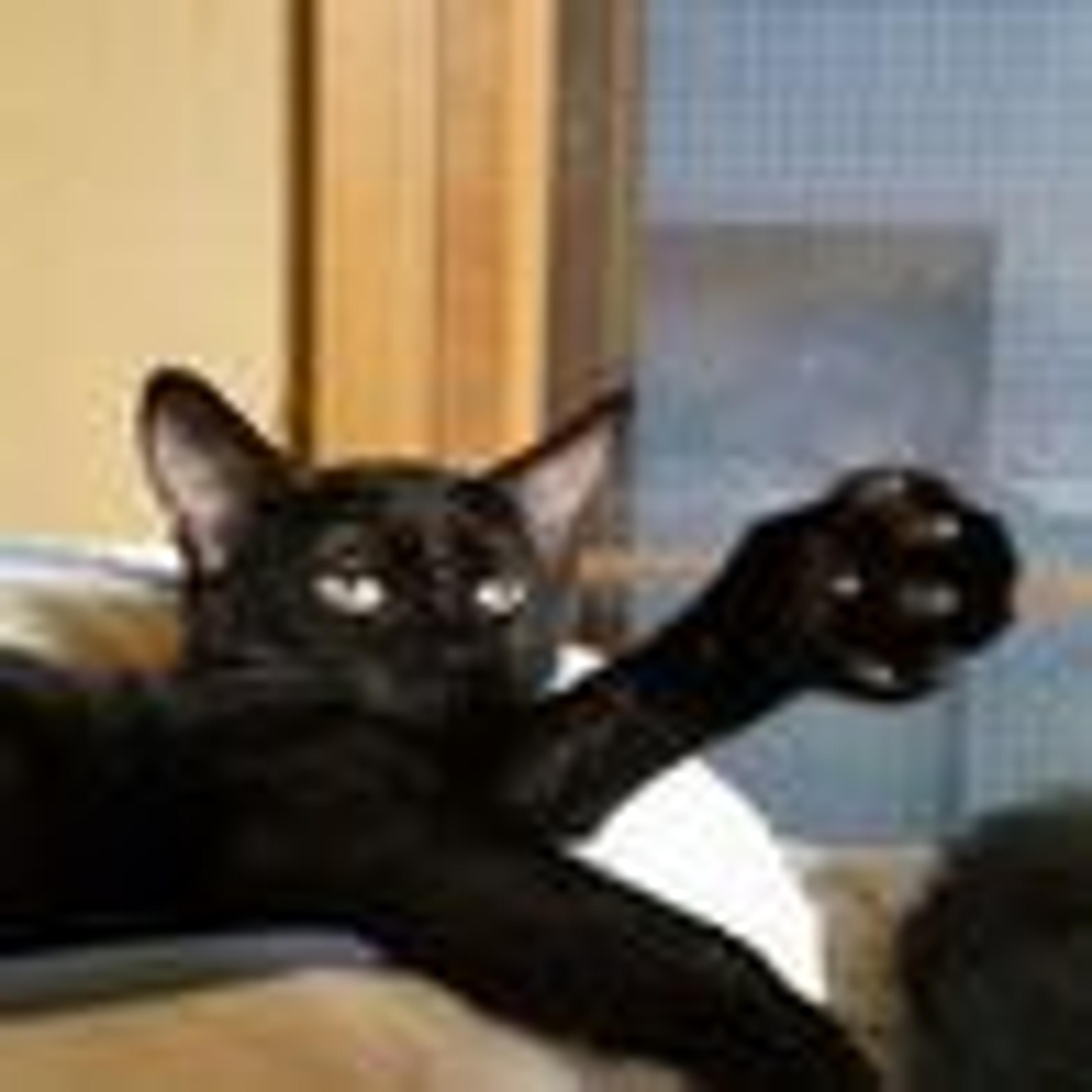 pet-image-2