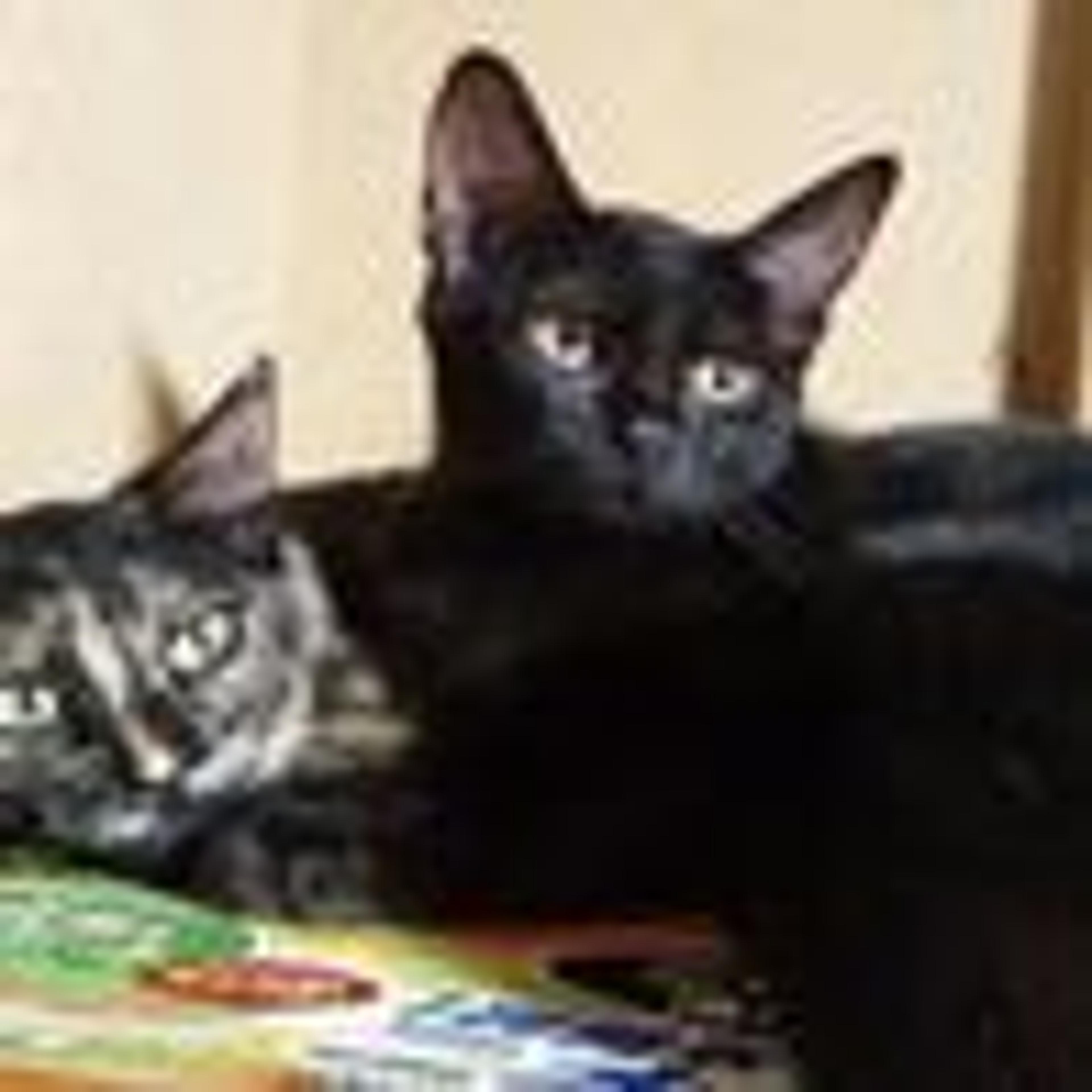 pet-image-3