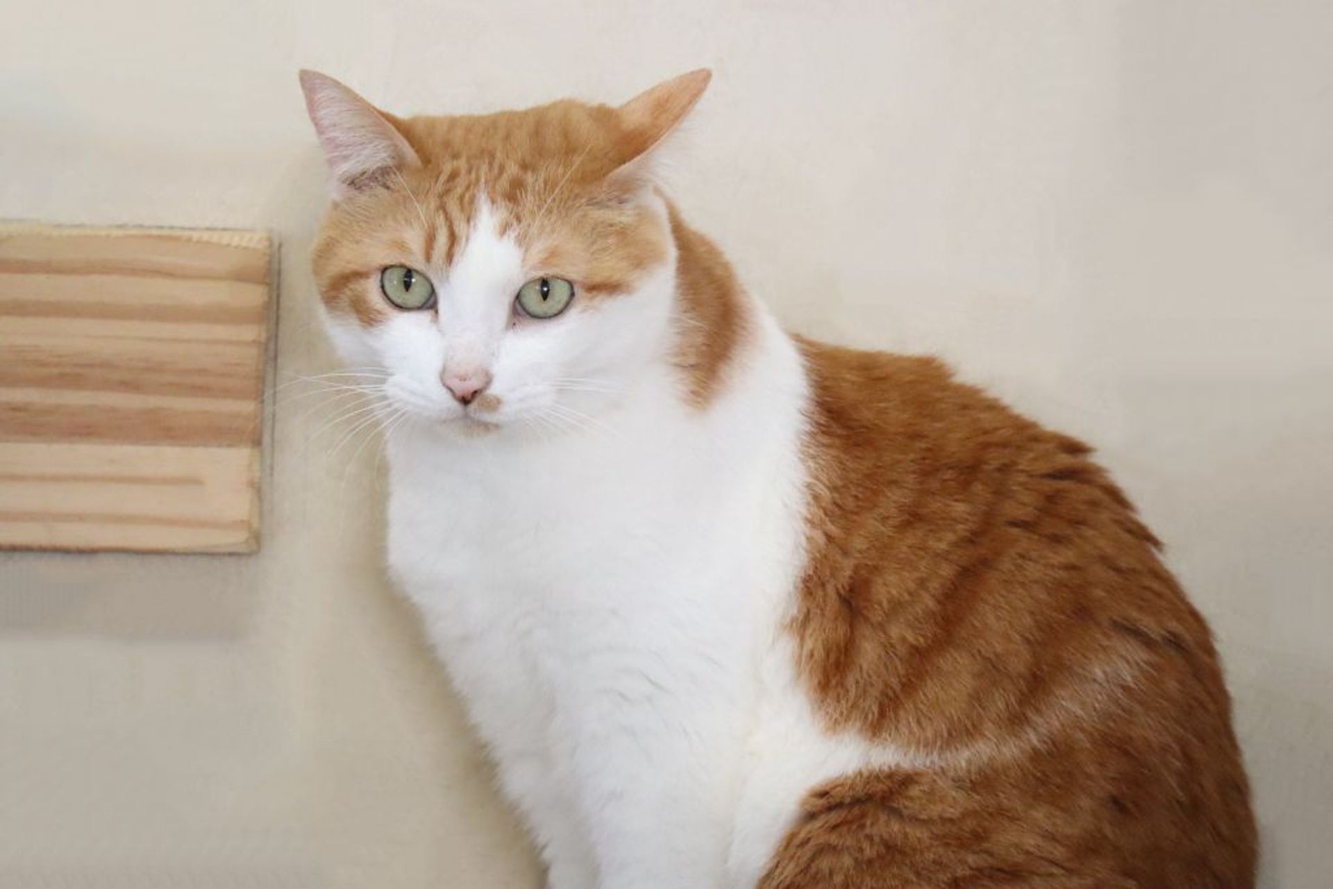 雑種（ミックス猫）・オスの里親募集の写真