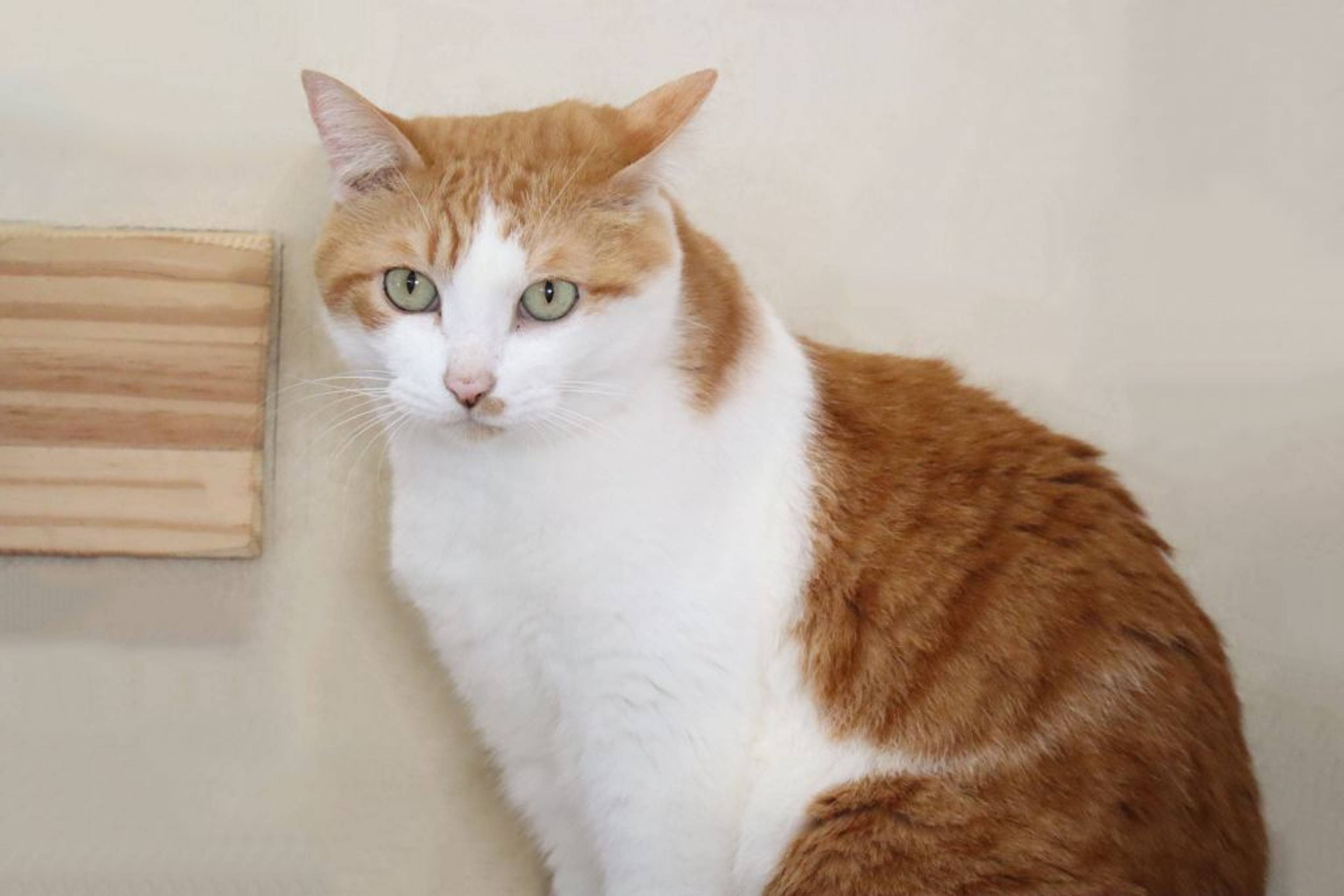 雑種（ミックス猫）・オスの里親募集の写真