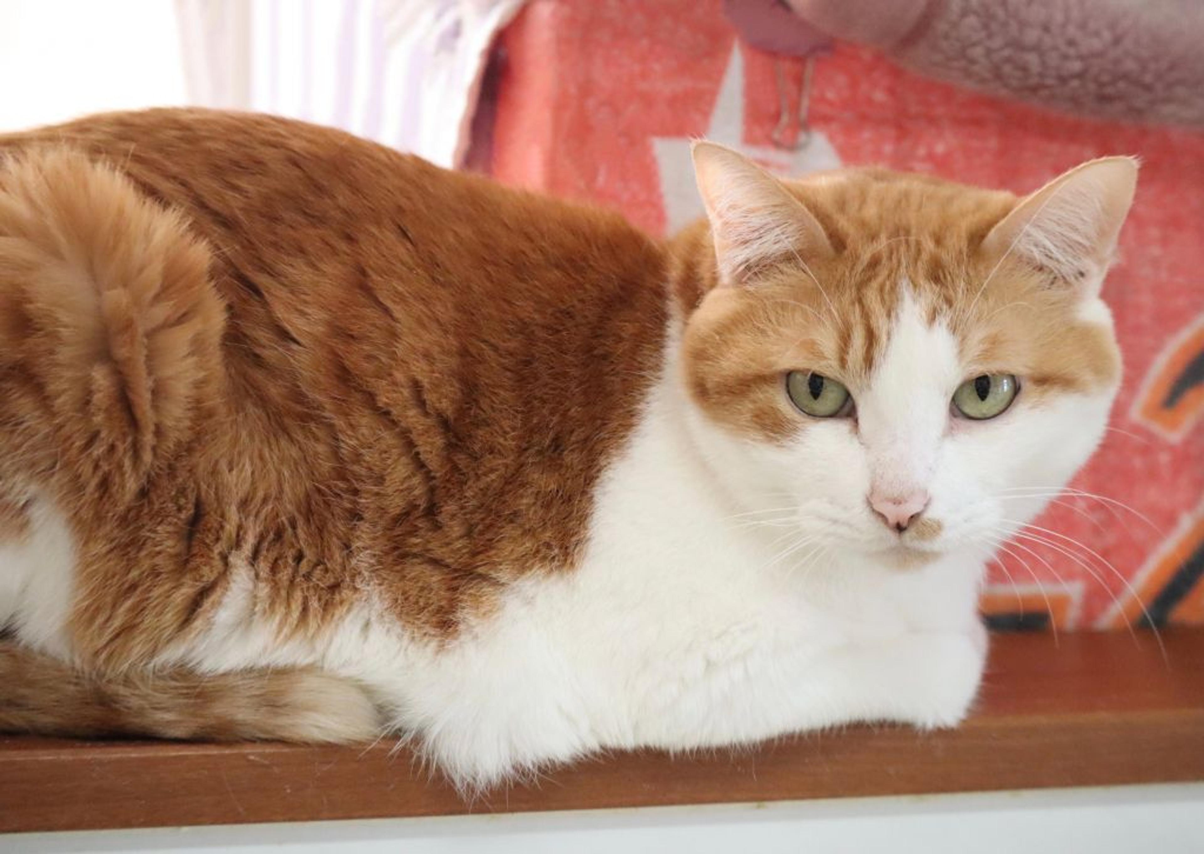 pet-image-2