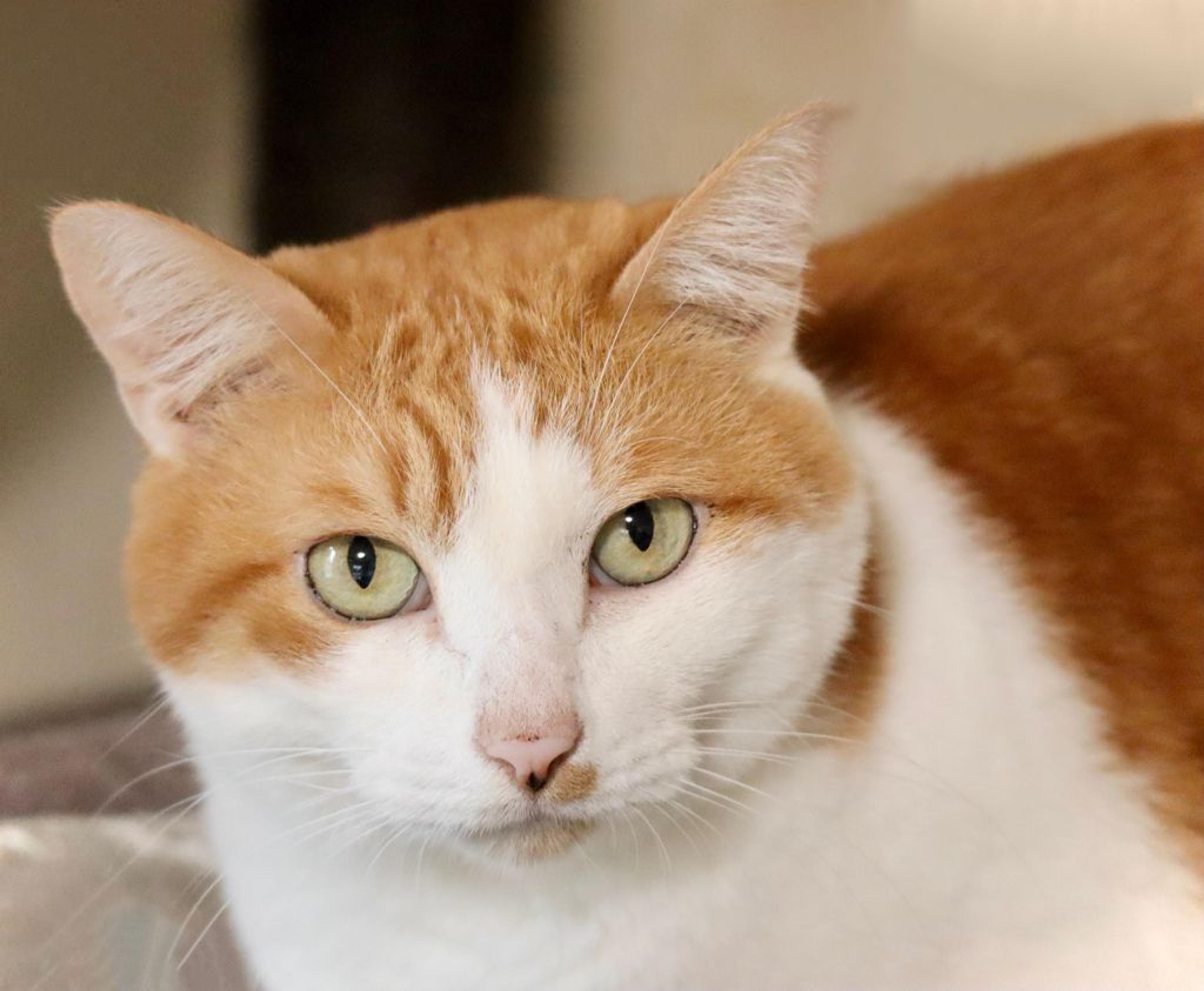 pet-image-3