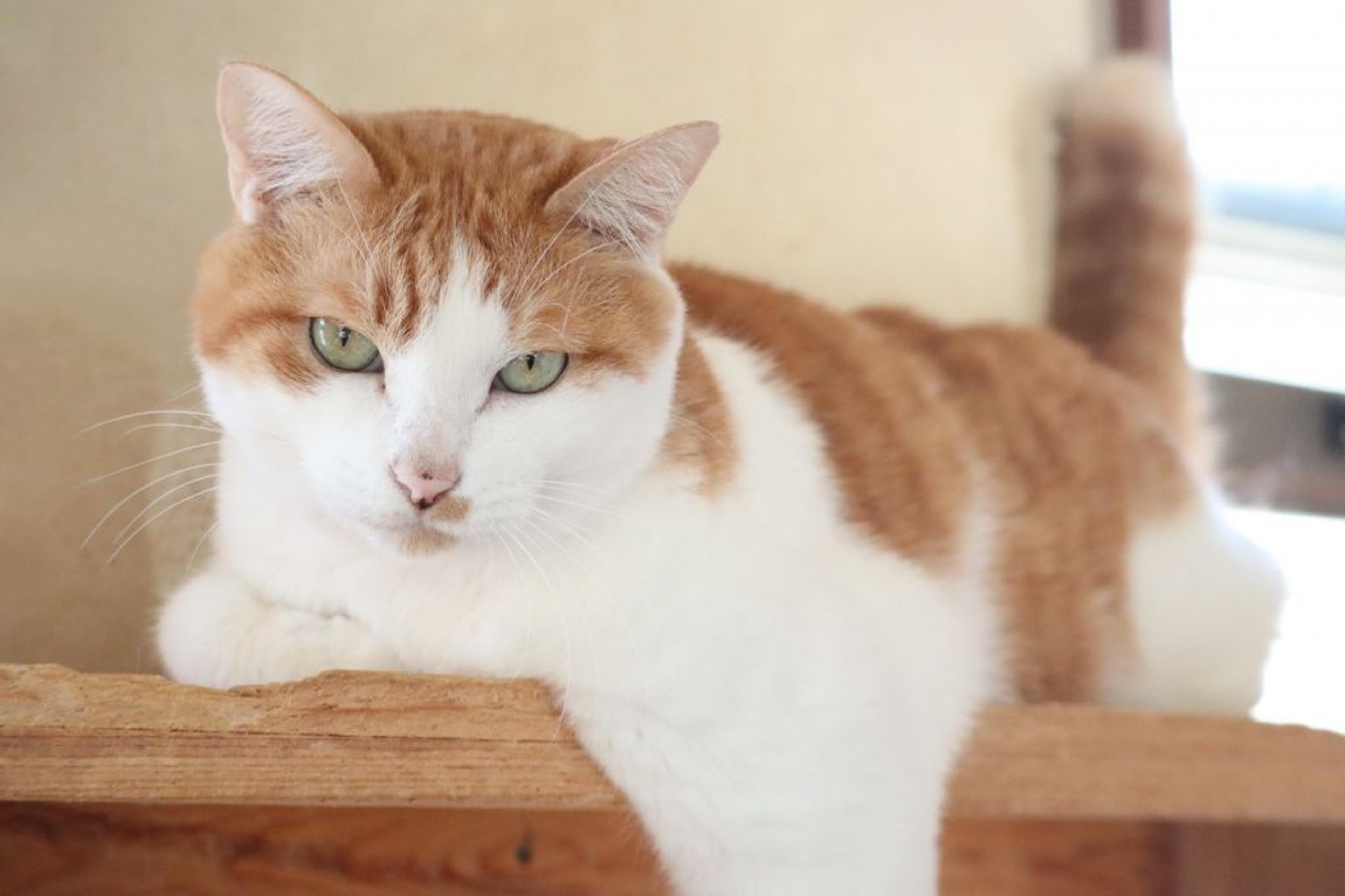 pet-image-4