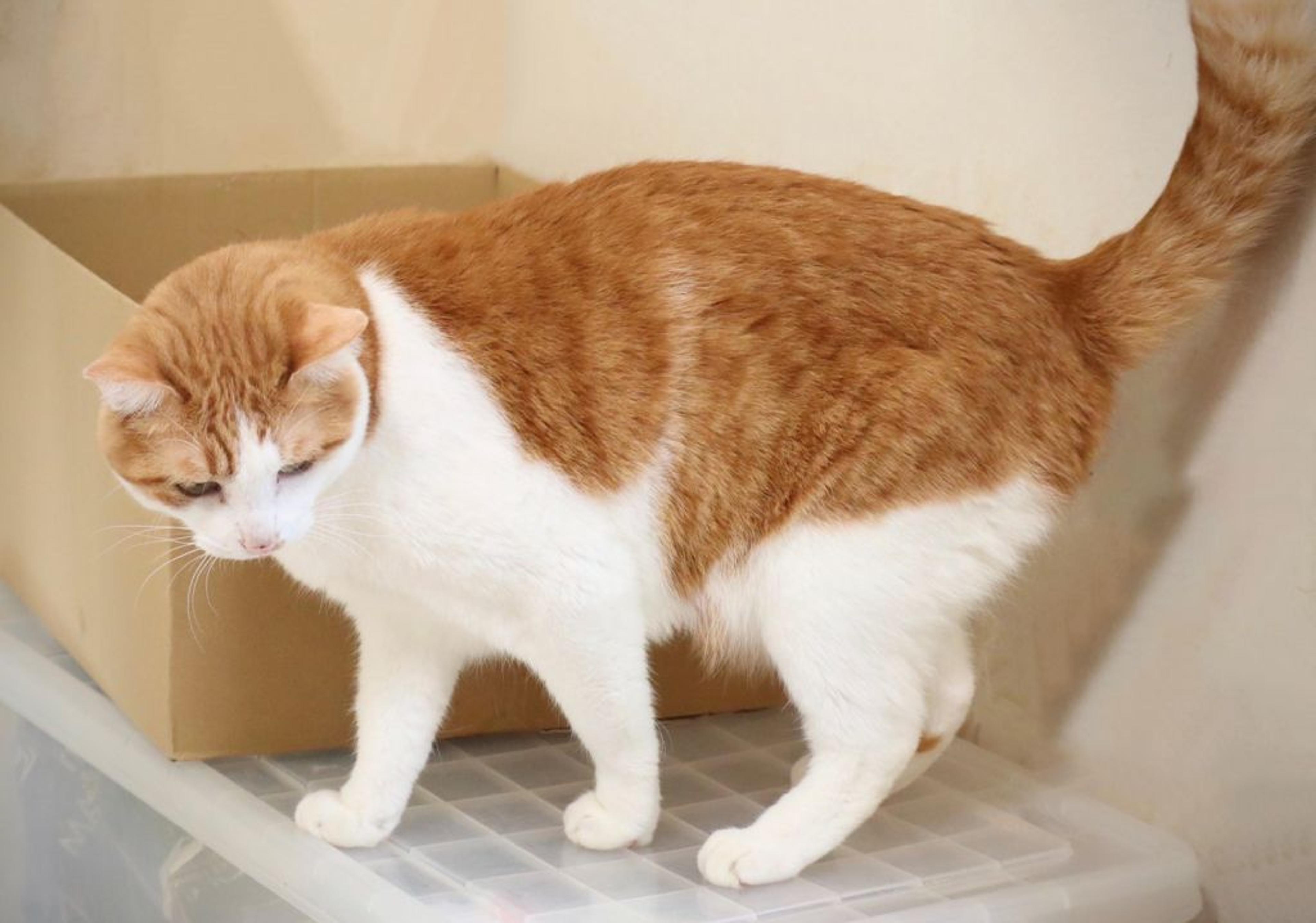 pet-image-5
