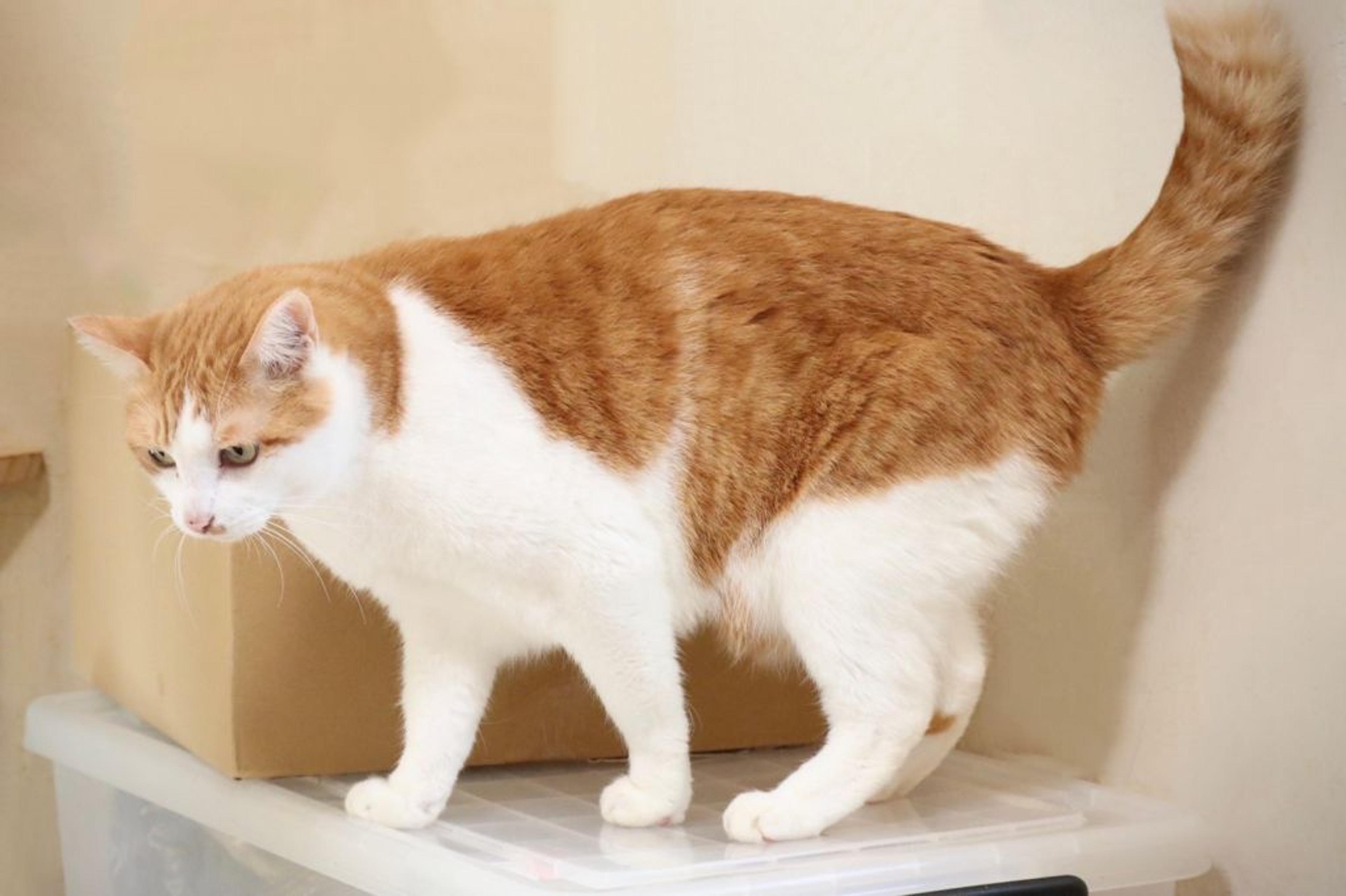 pet-image-6