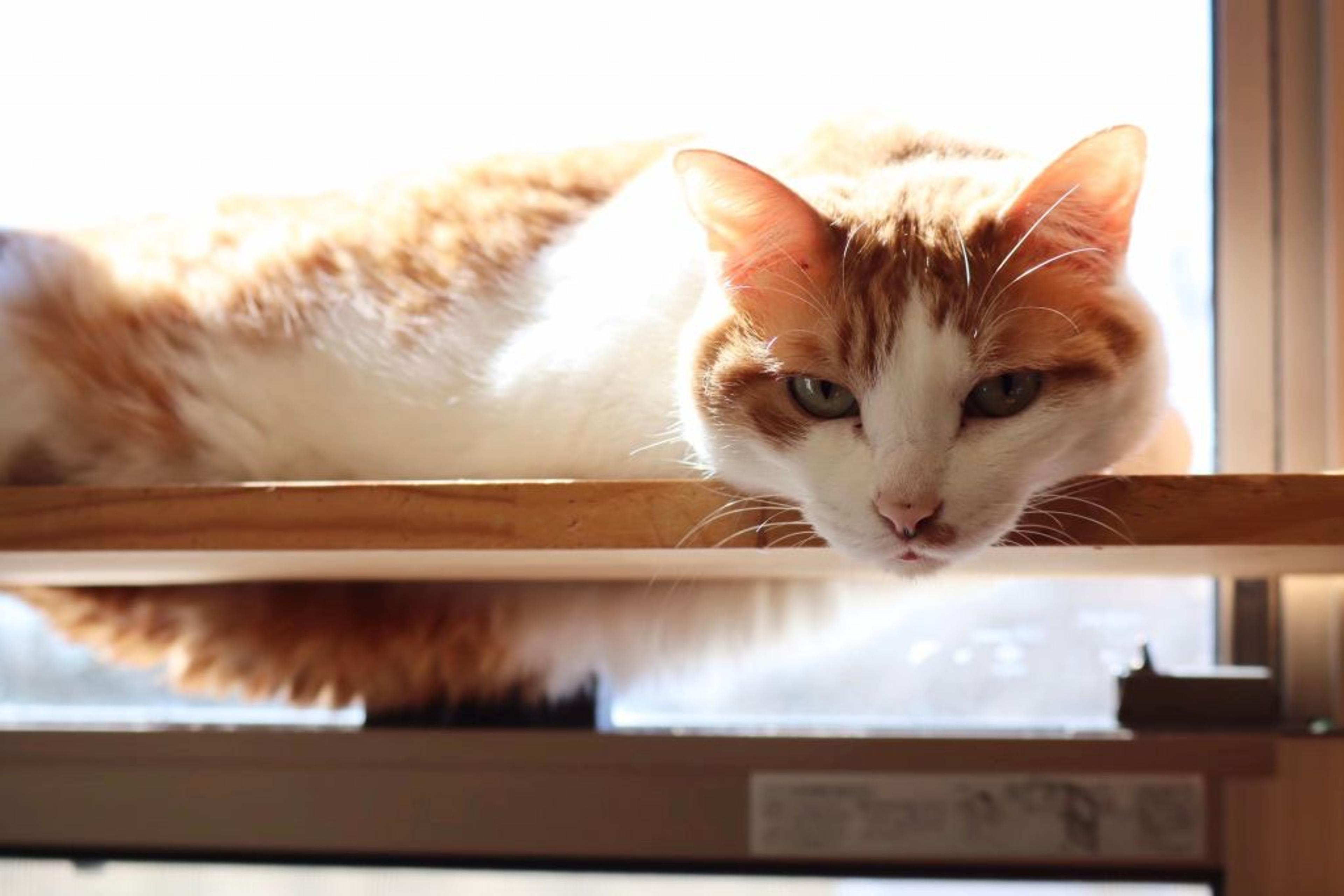 pet-image-7