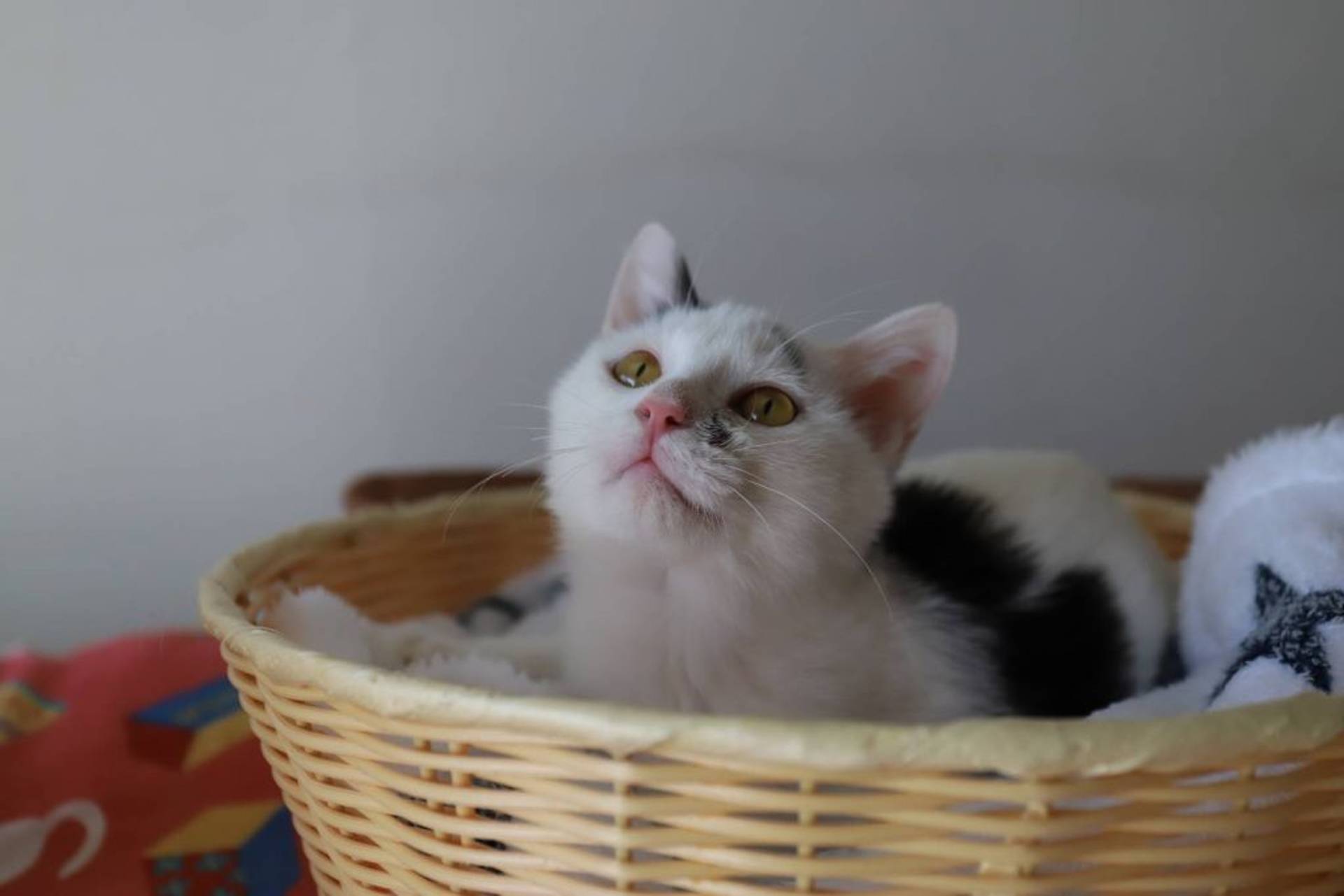 雑種（ミックス猫）・オスの里親募集の写真