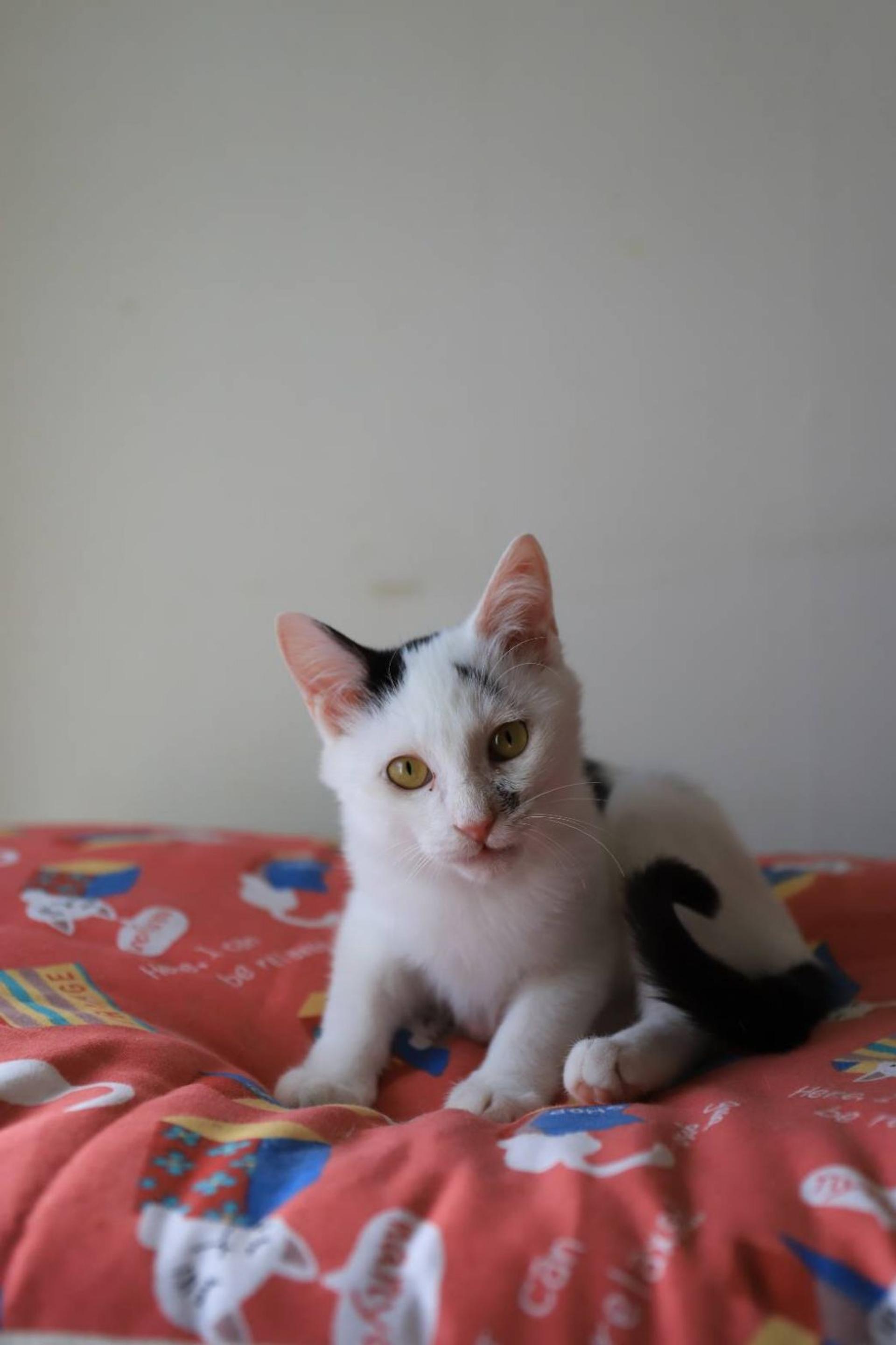 pet-image-3