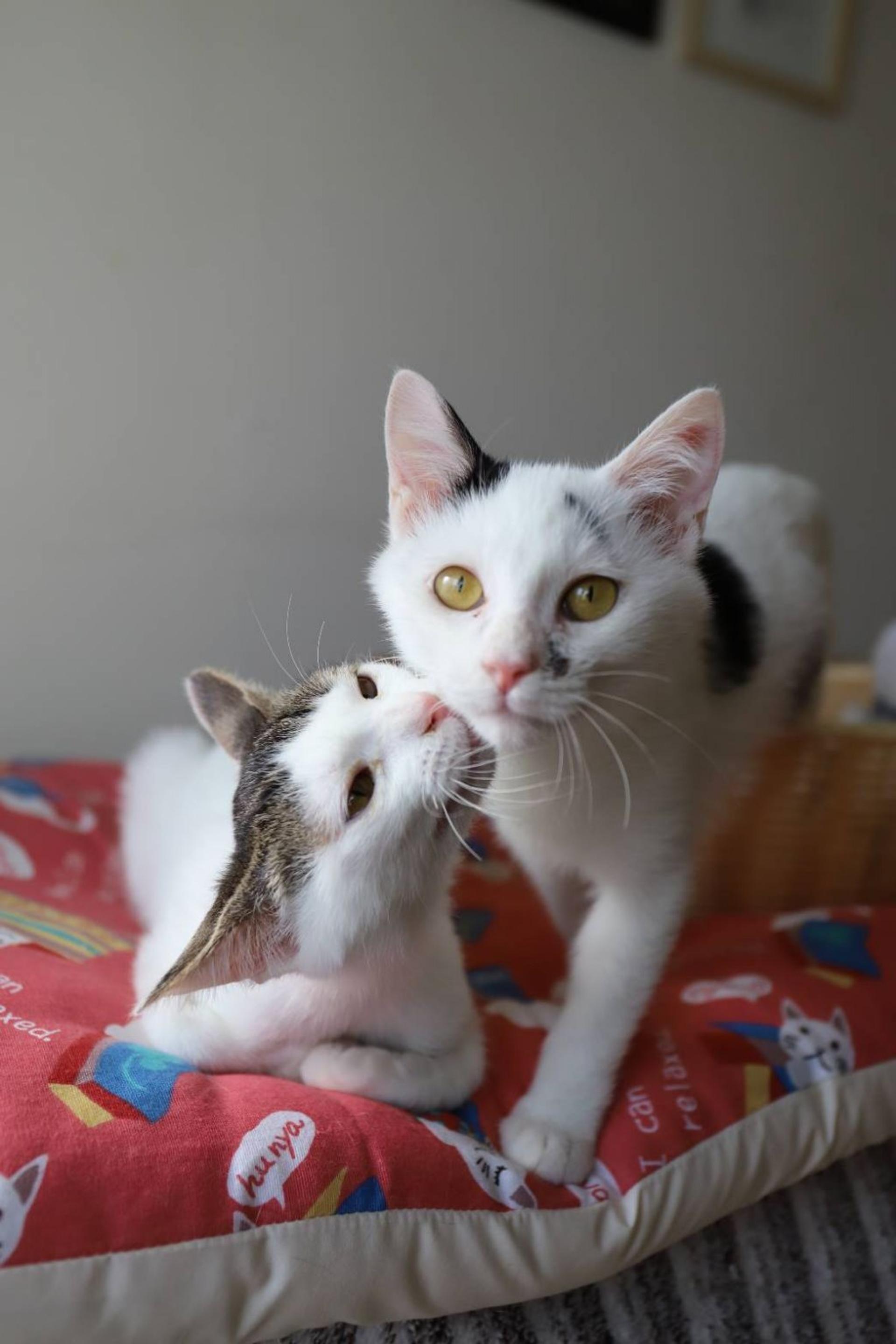 pet-image-4