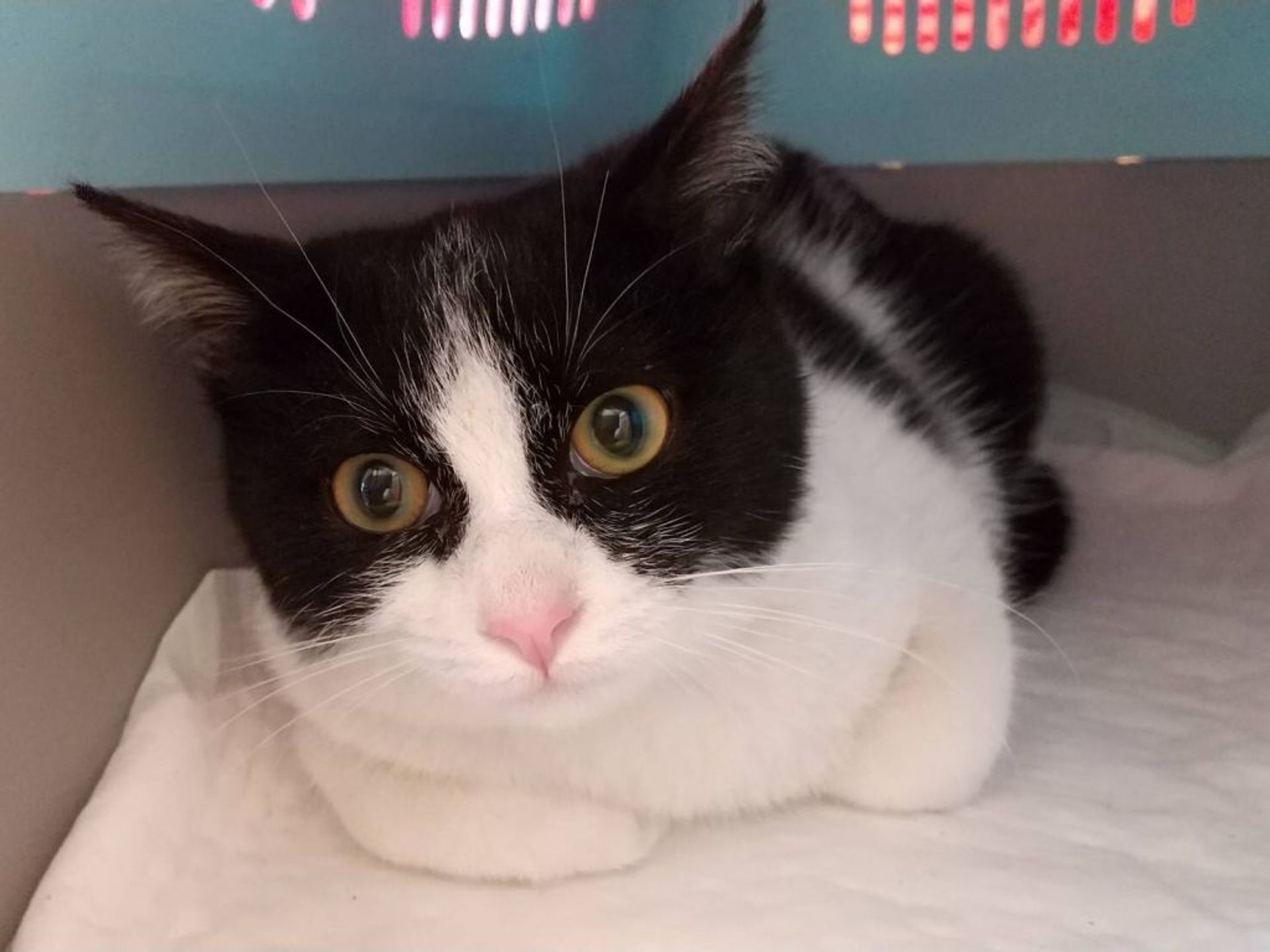 雑種（ミックス猫）・オスの里親募集の写真
