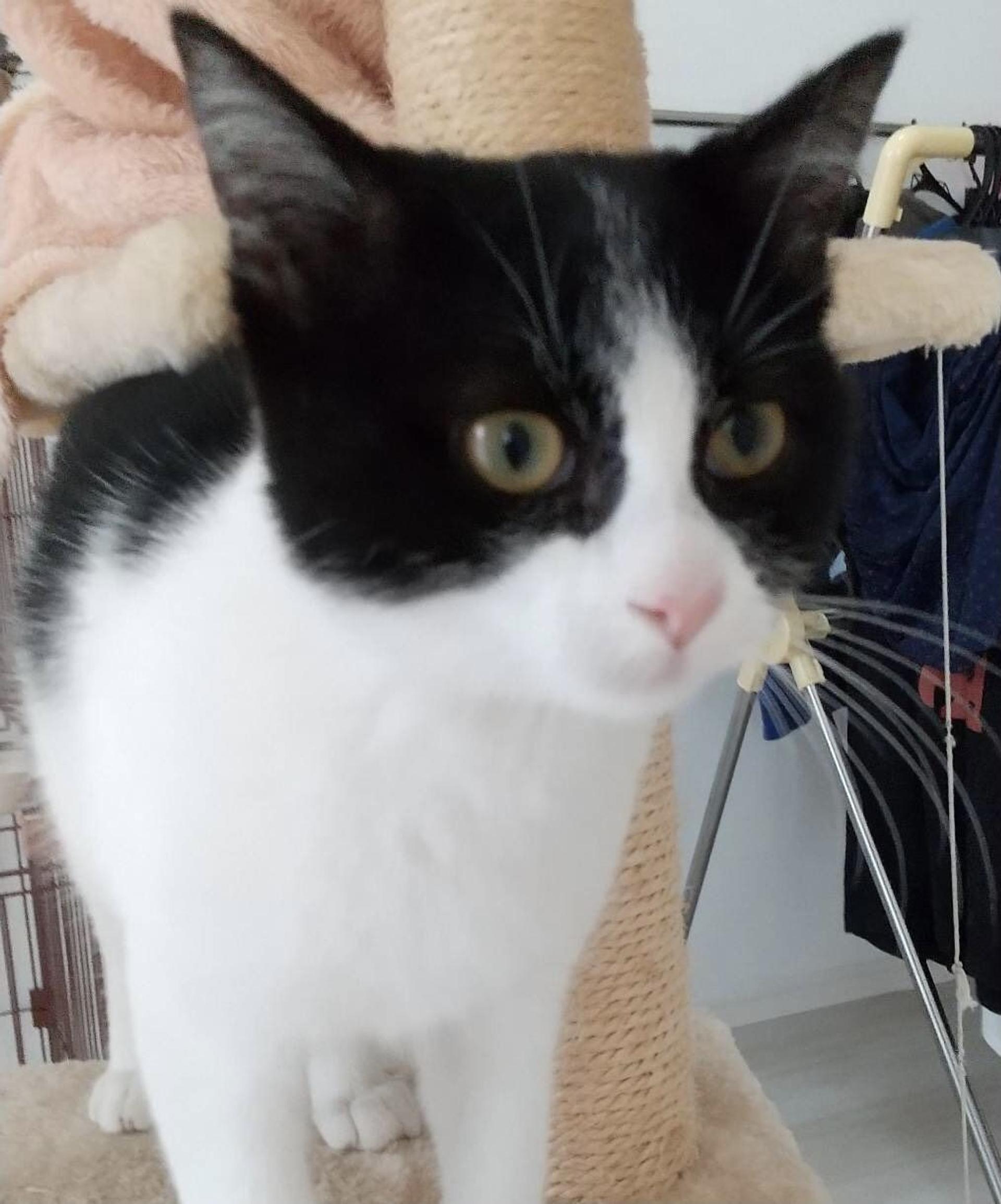 pet-image-3