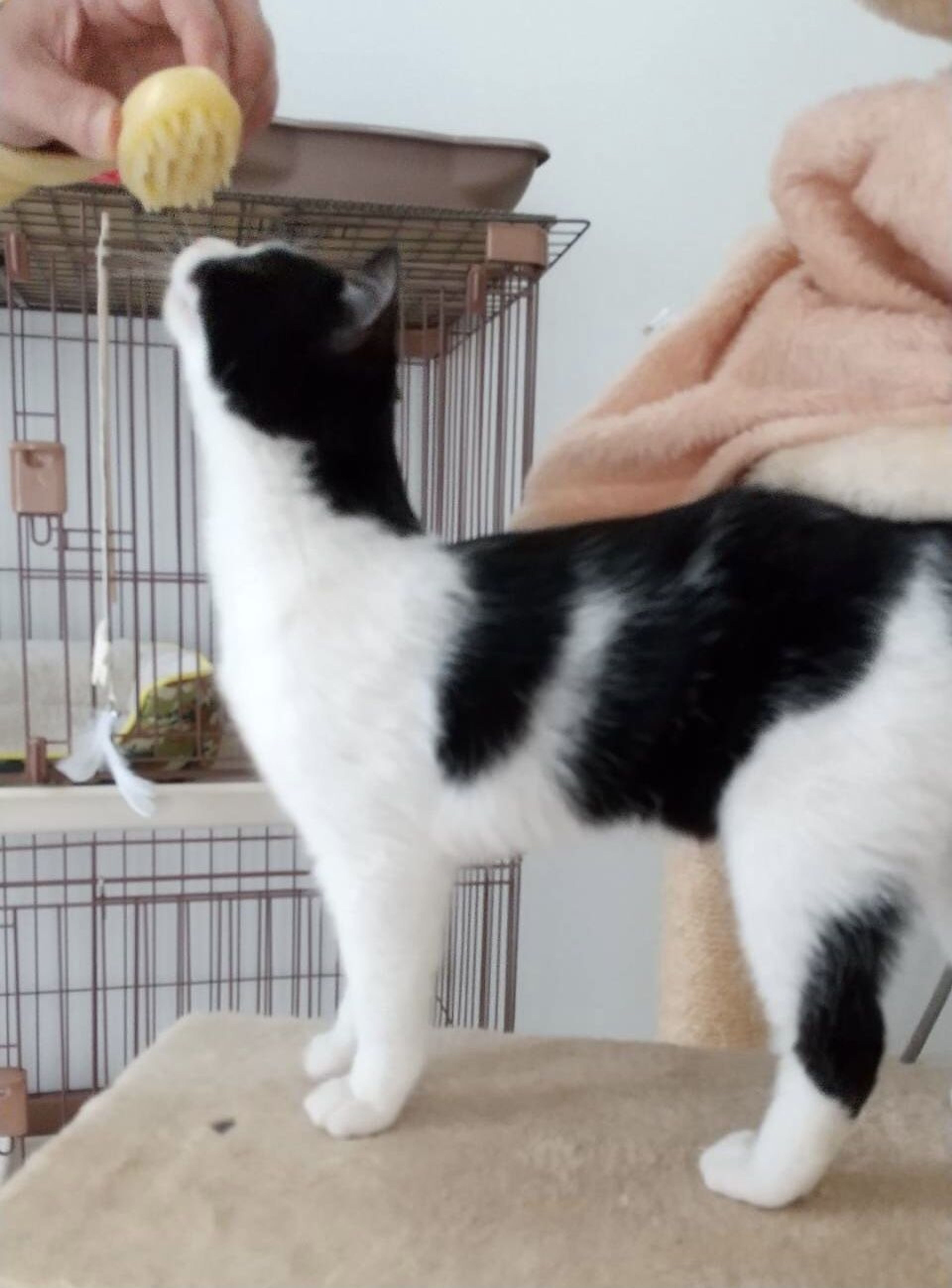 pet-image-4