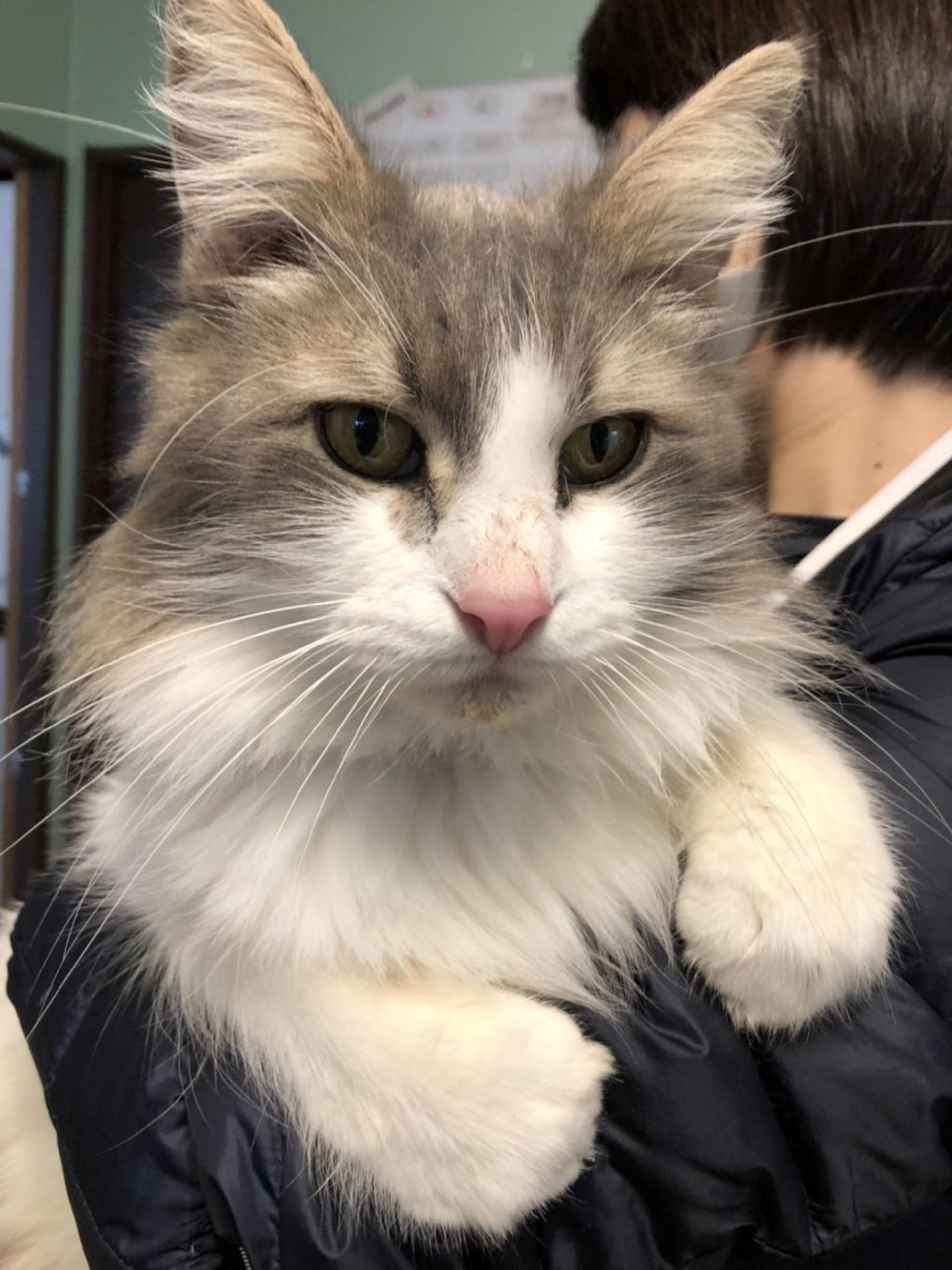 pet-image-2
