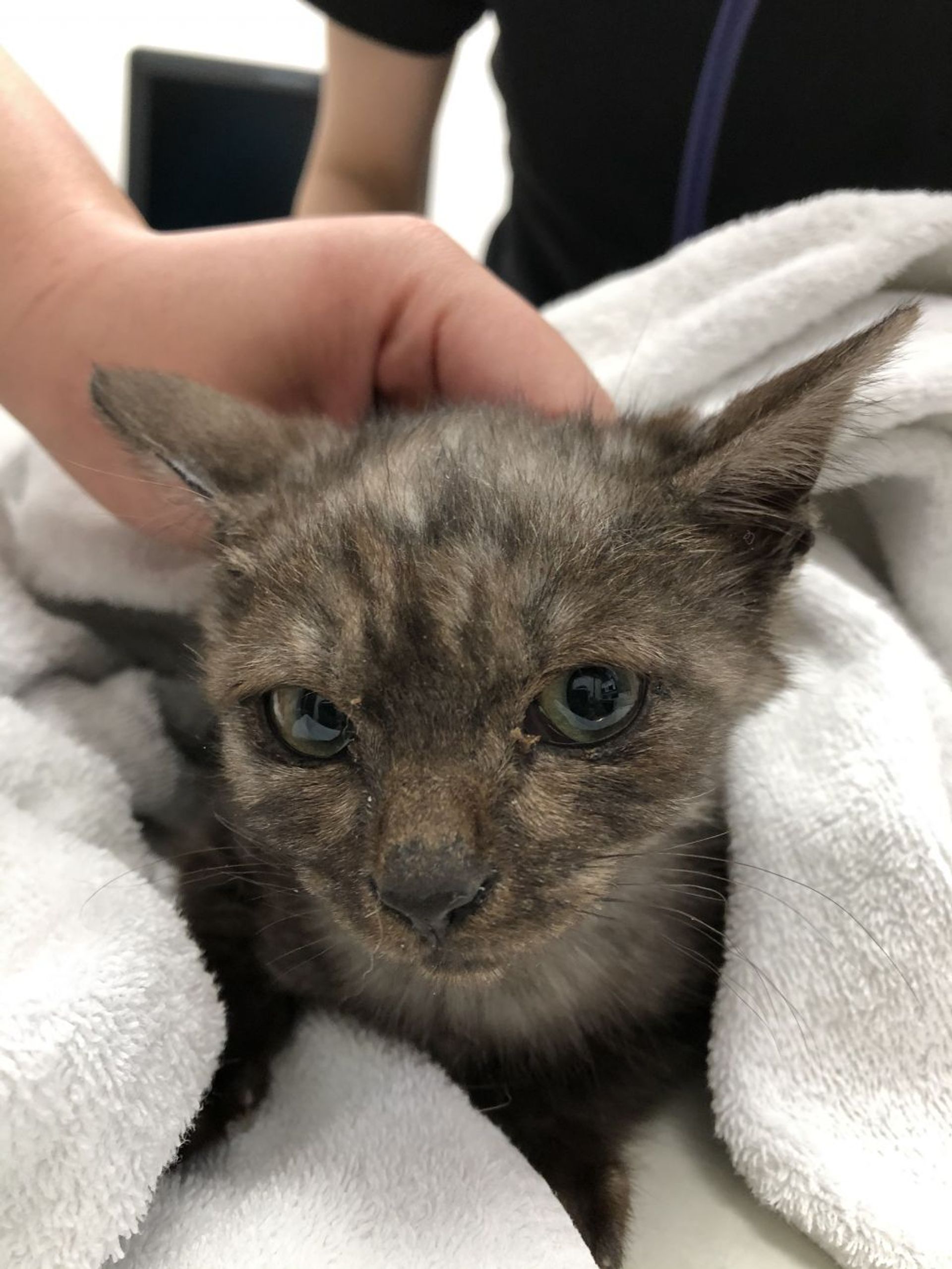 雑種（ミックス猫）・メスの里親募集の写真