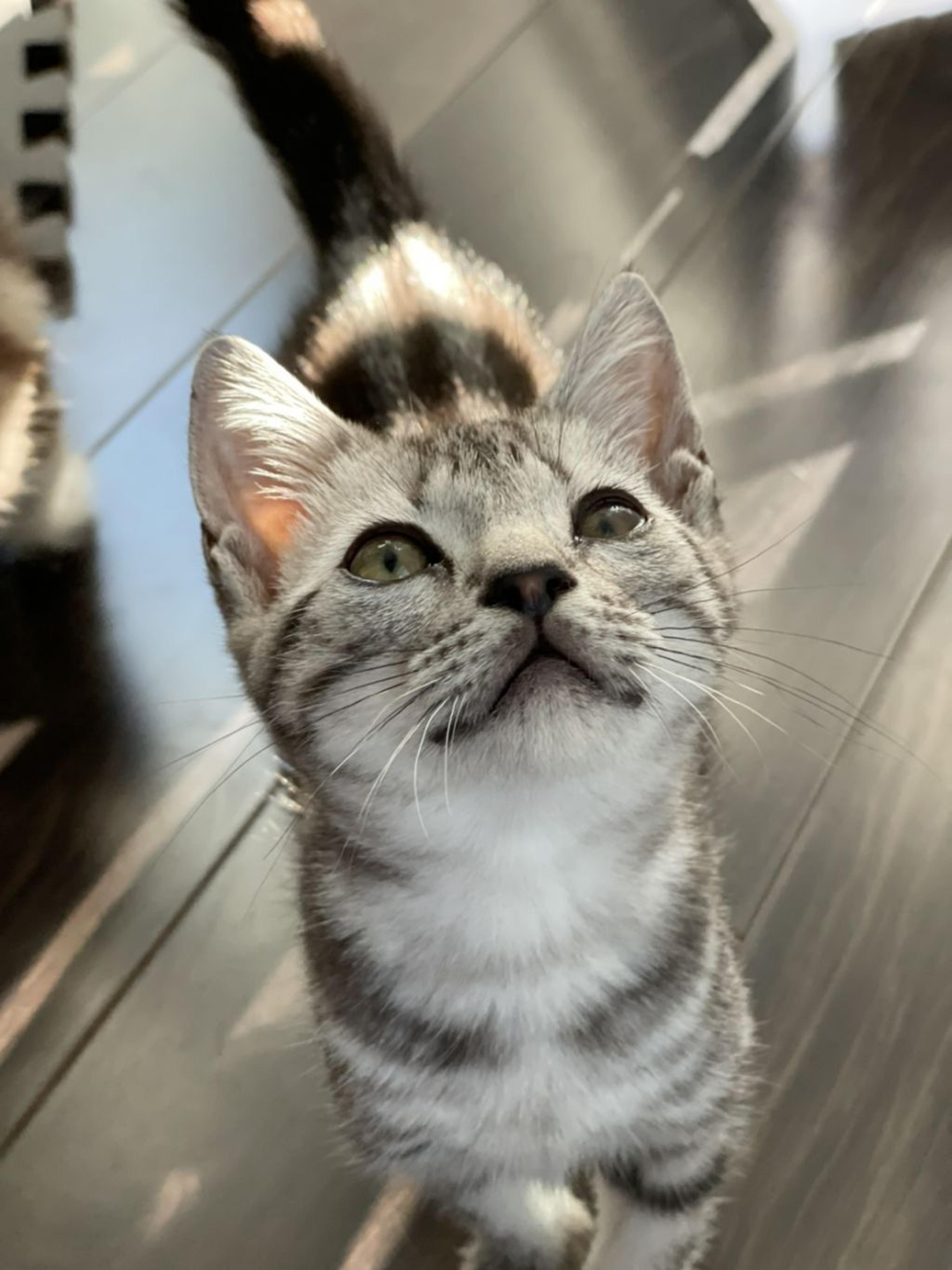 pet-image-2