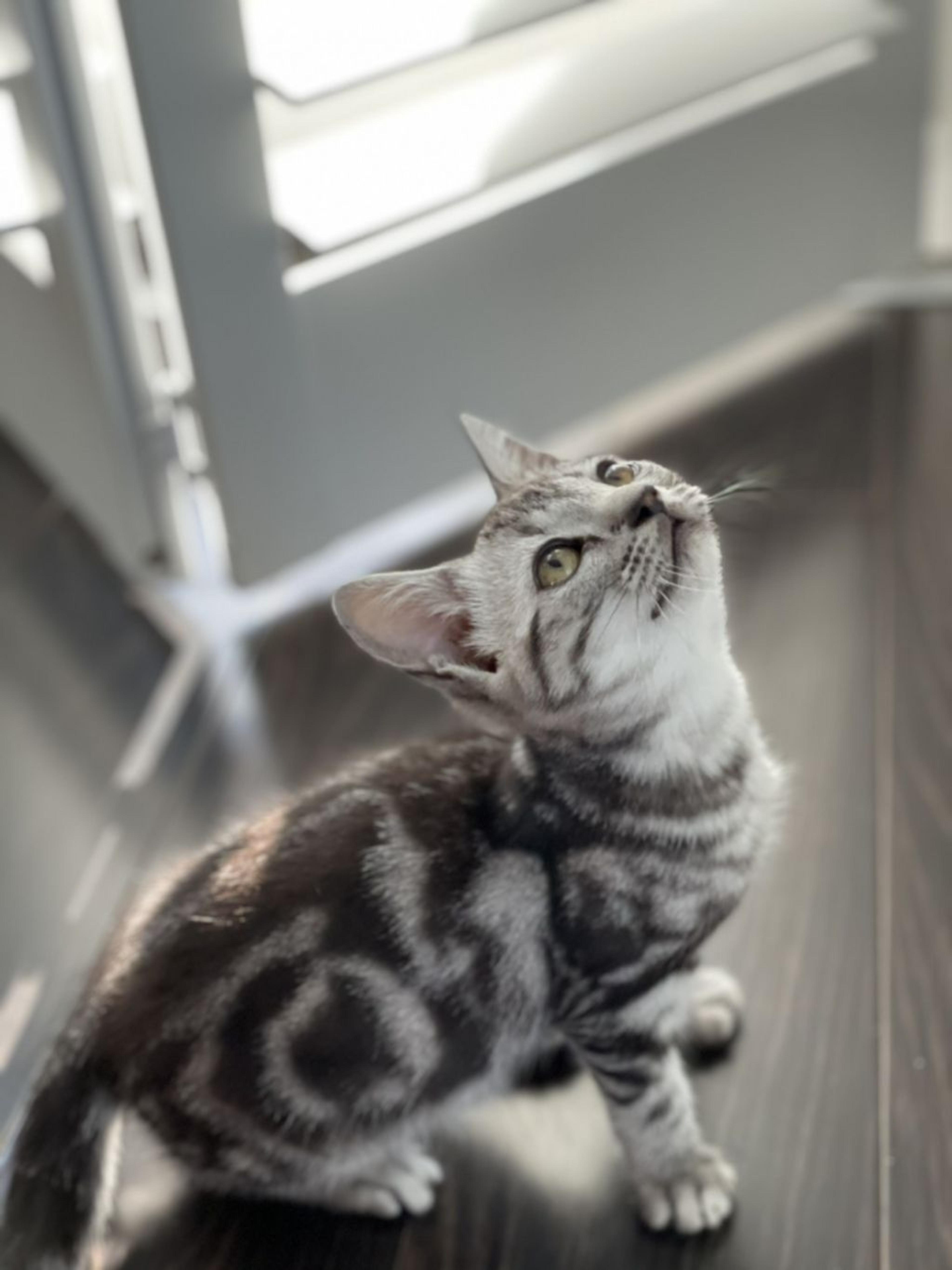pet-image-3