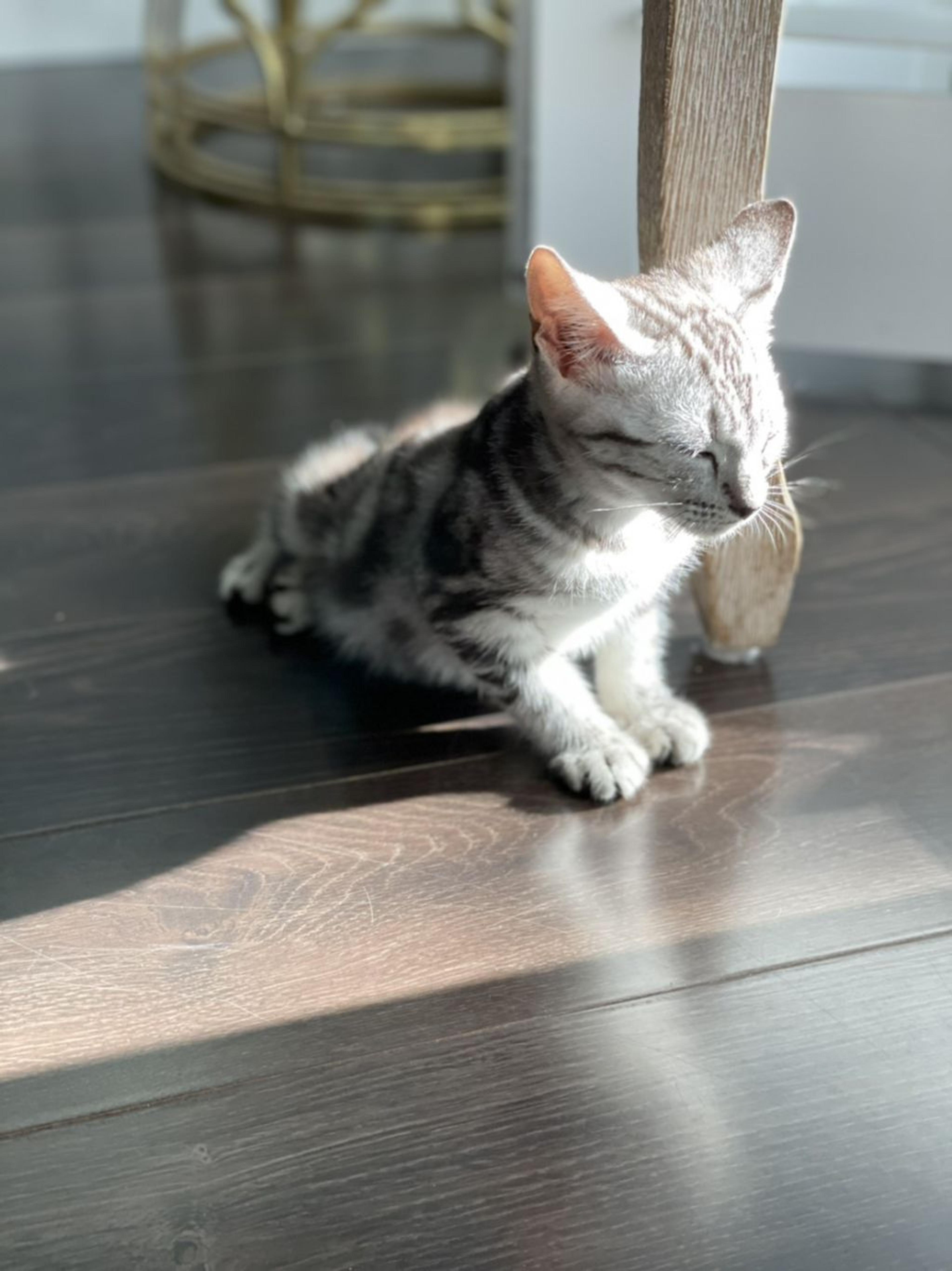 pet-image-4