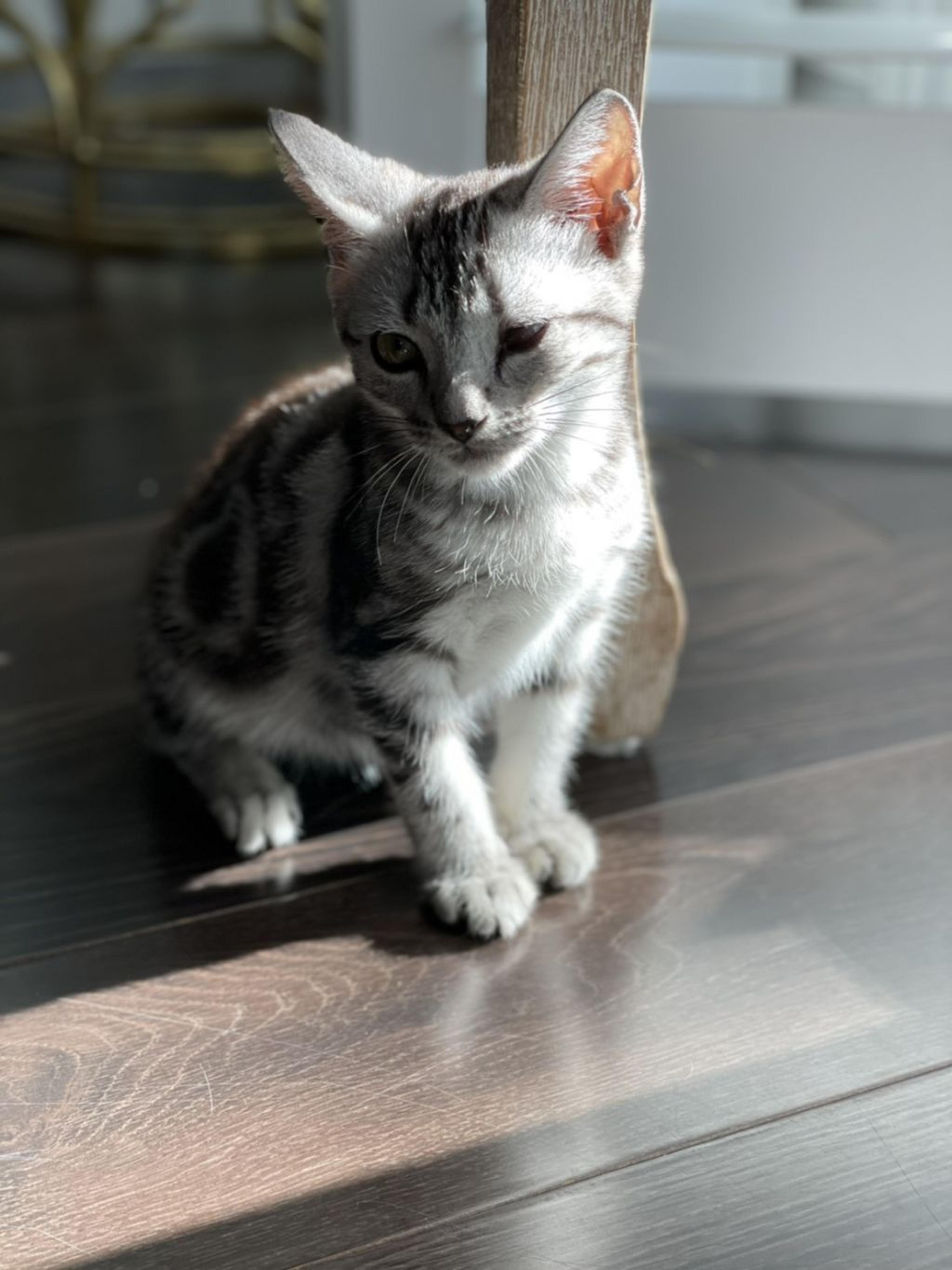 pet-image-5
