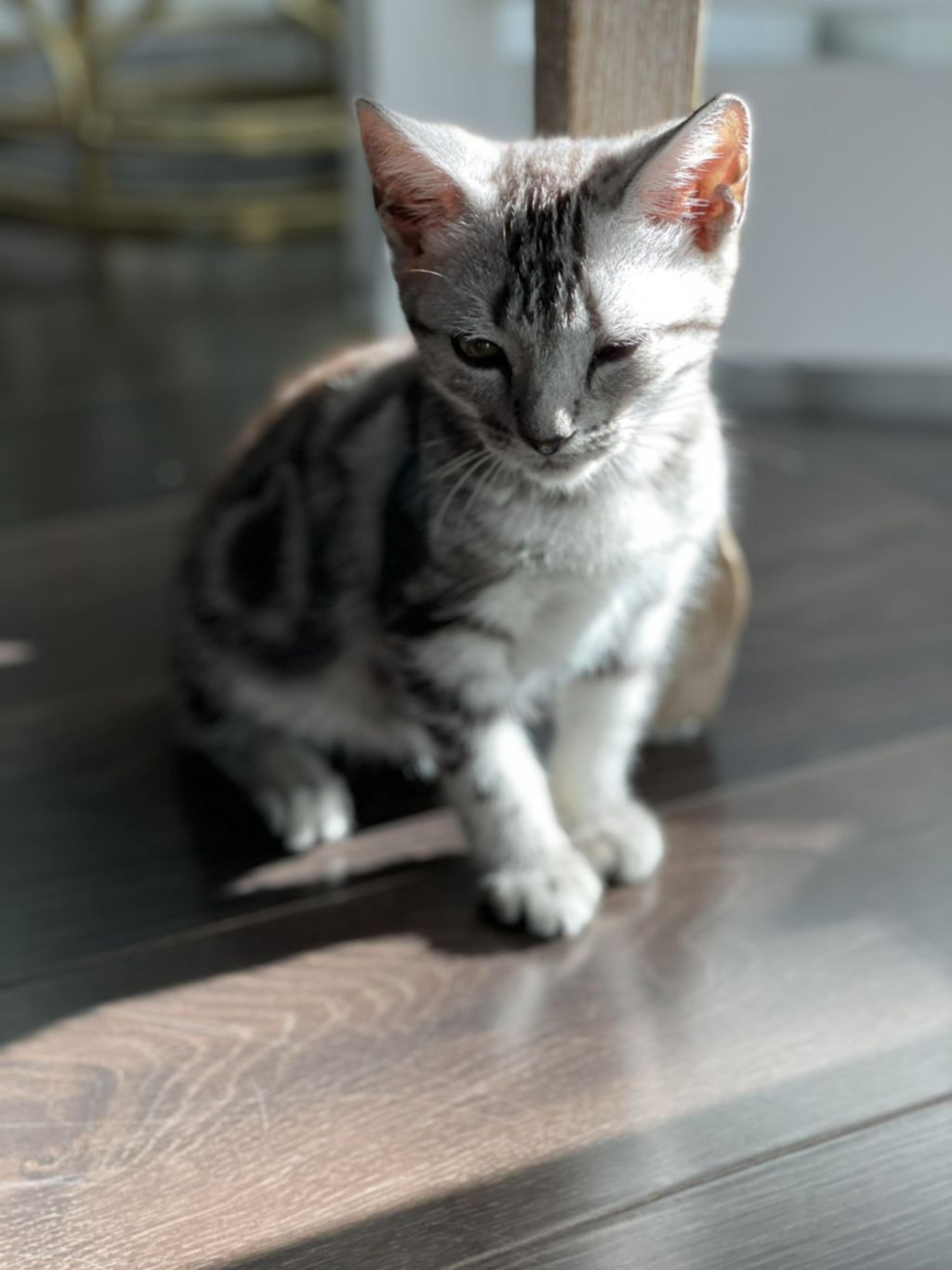 pet-image-6