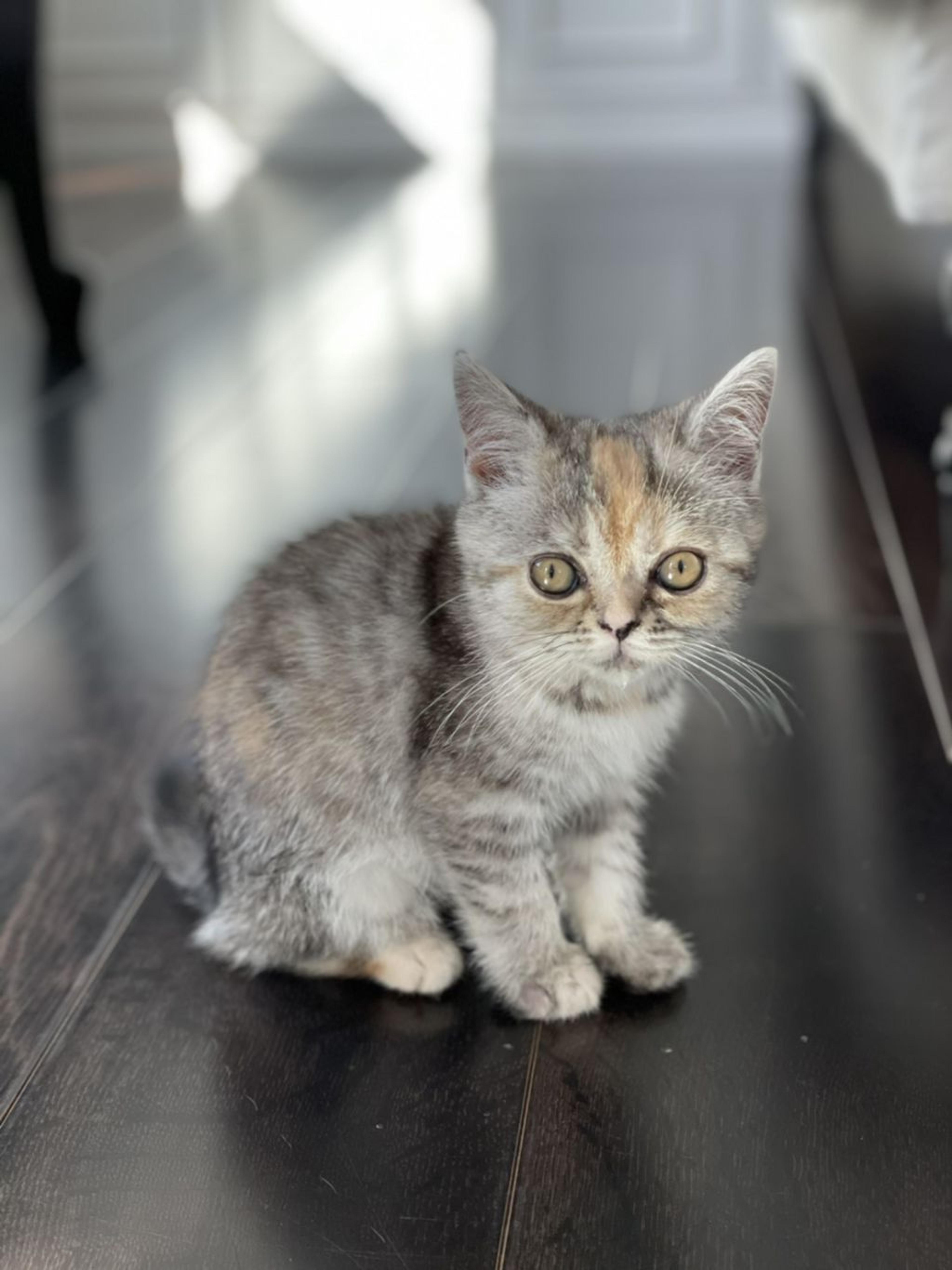 pet-image-2