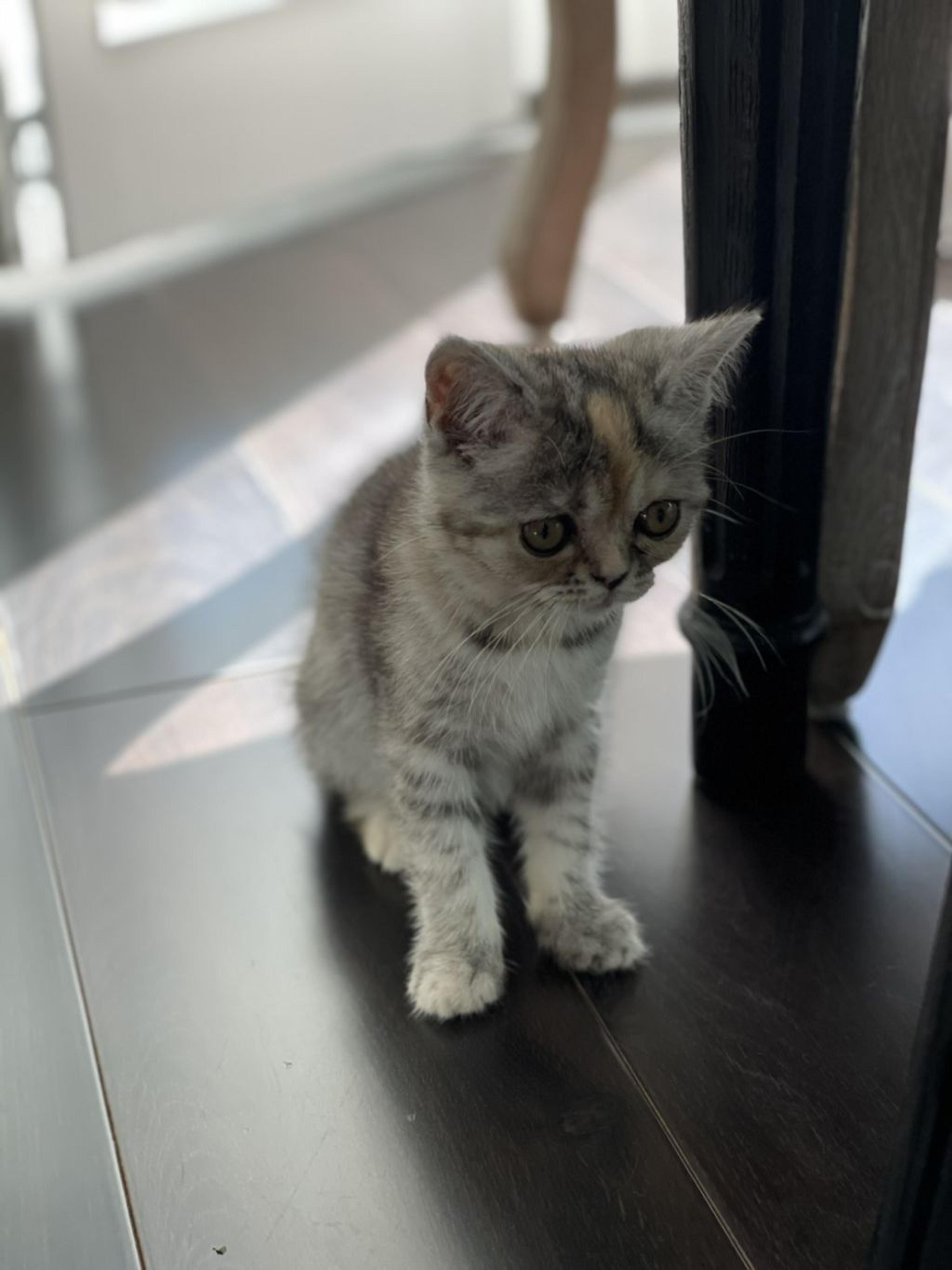 pet-image-3