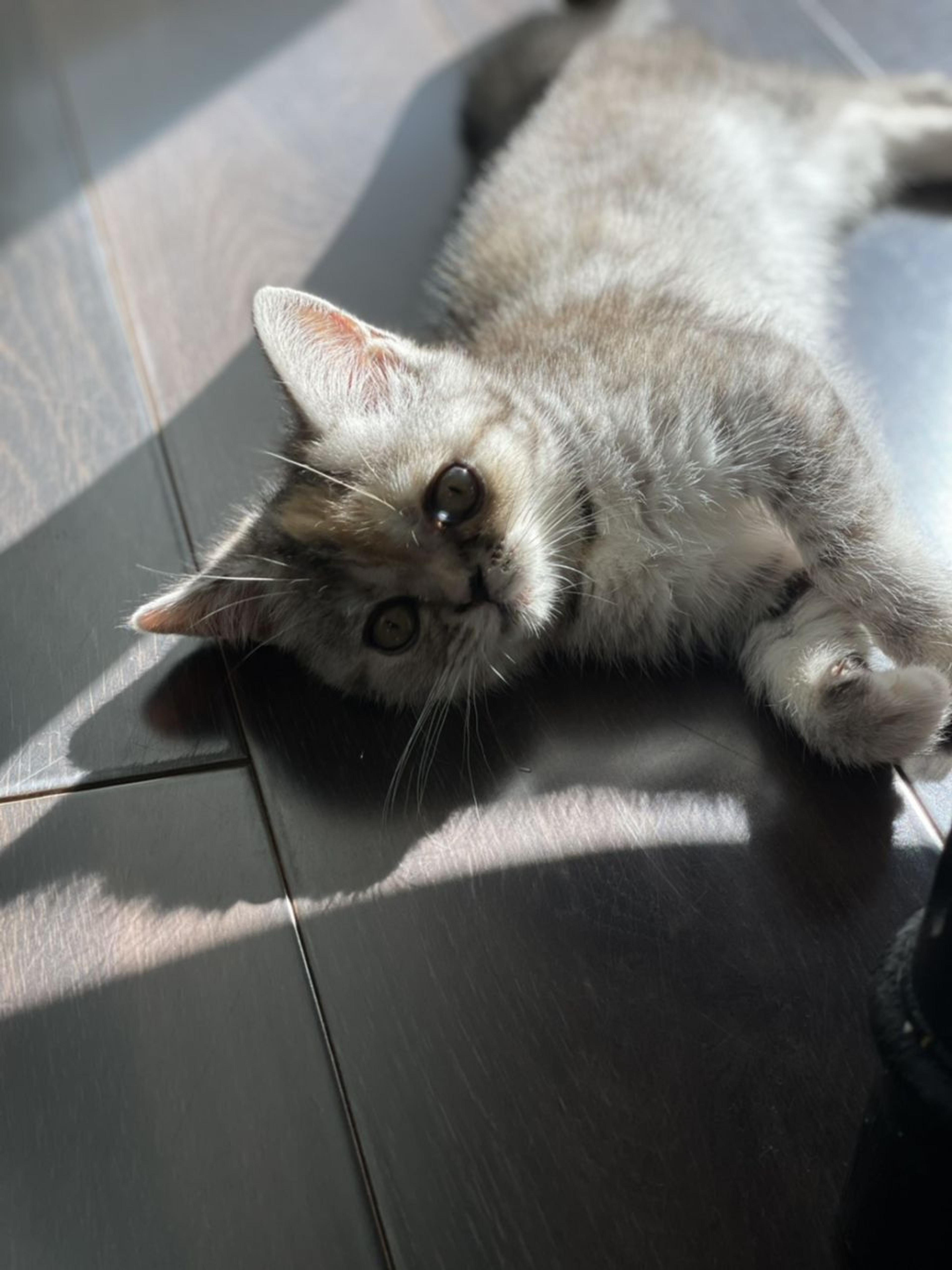 pet-image-4