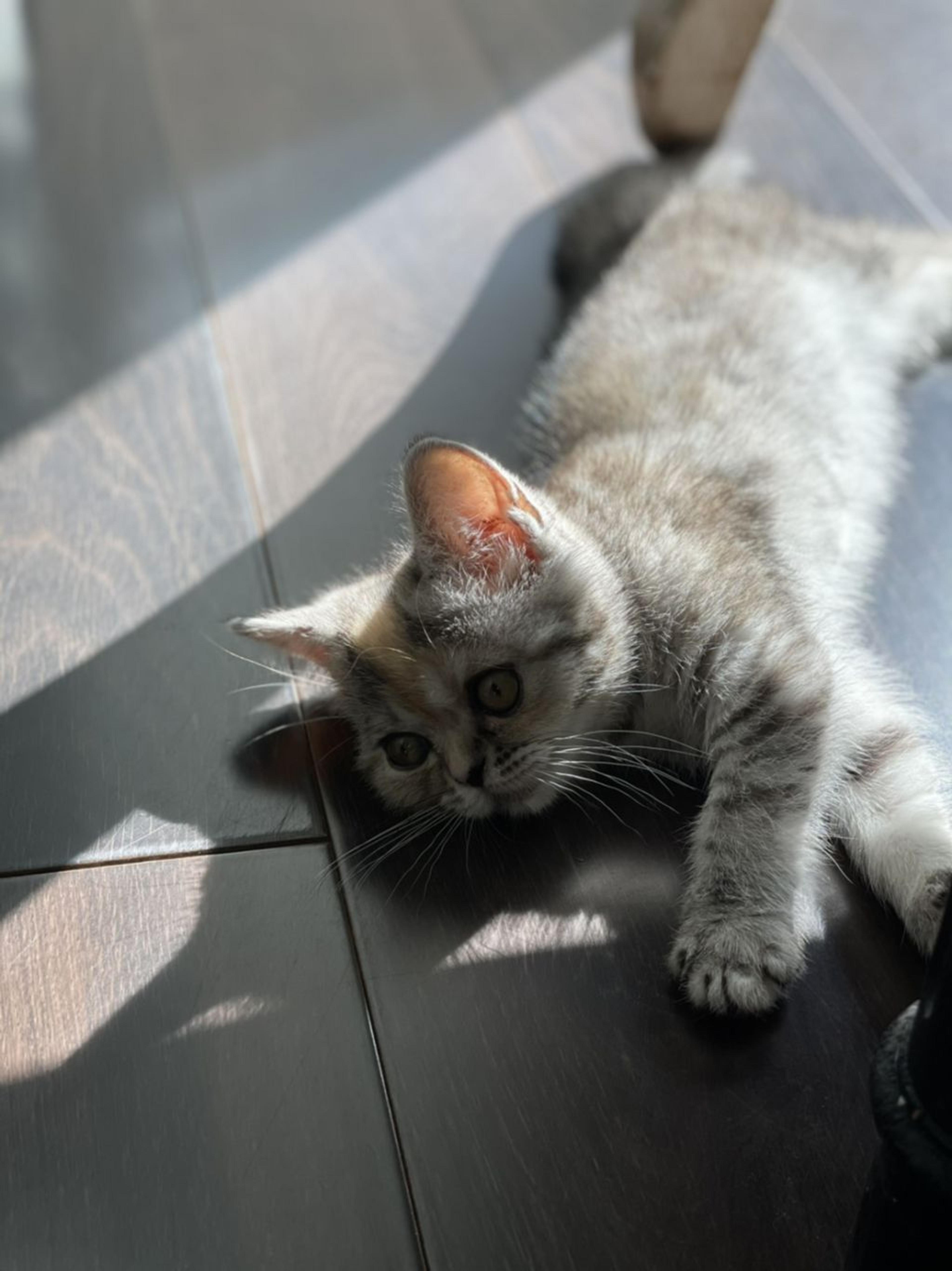 pet-image-5