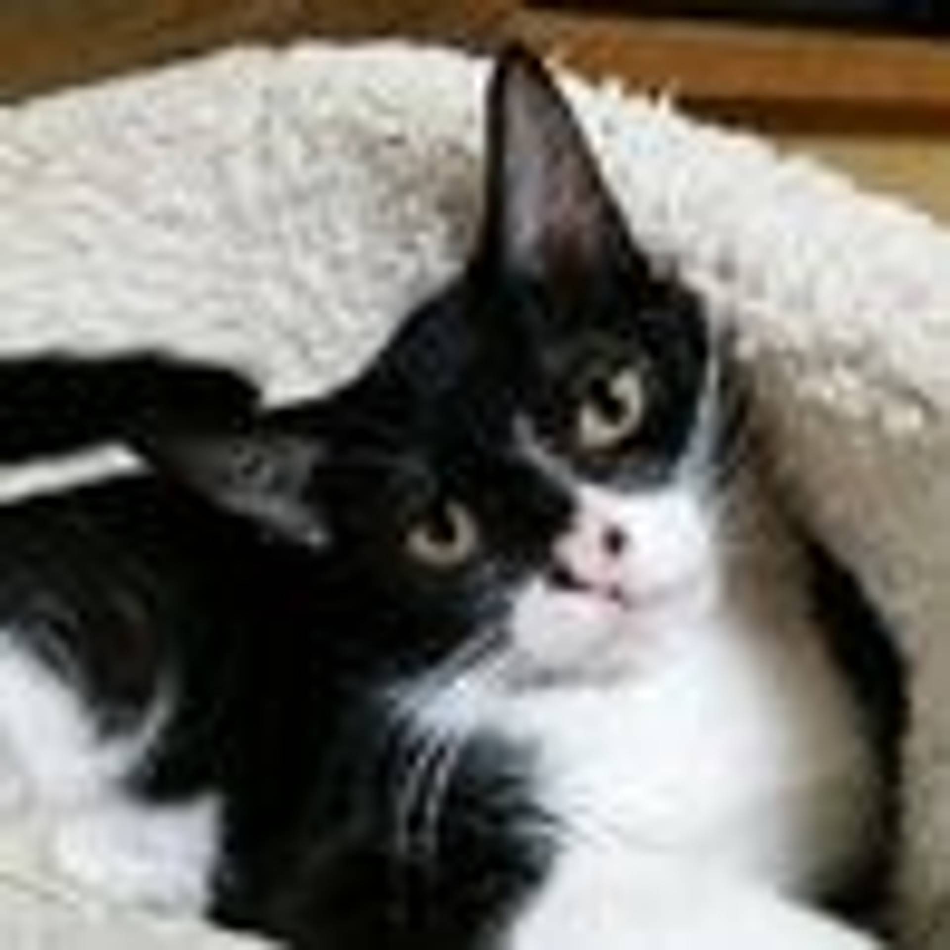 雑種（ミックス猫）・オスの里親募集の写真